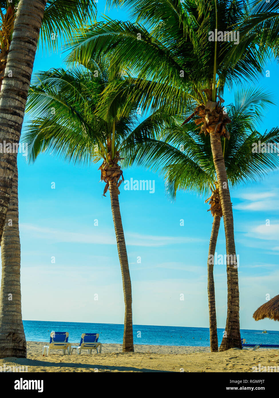 Palm Trees and Beach Chairs Stock Photo
