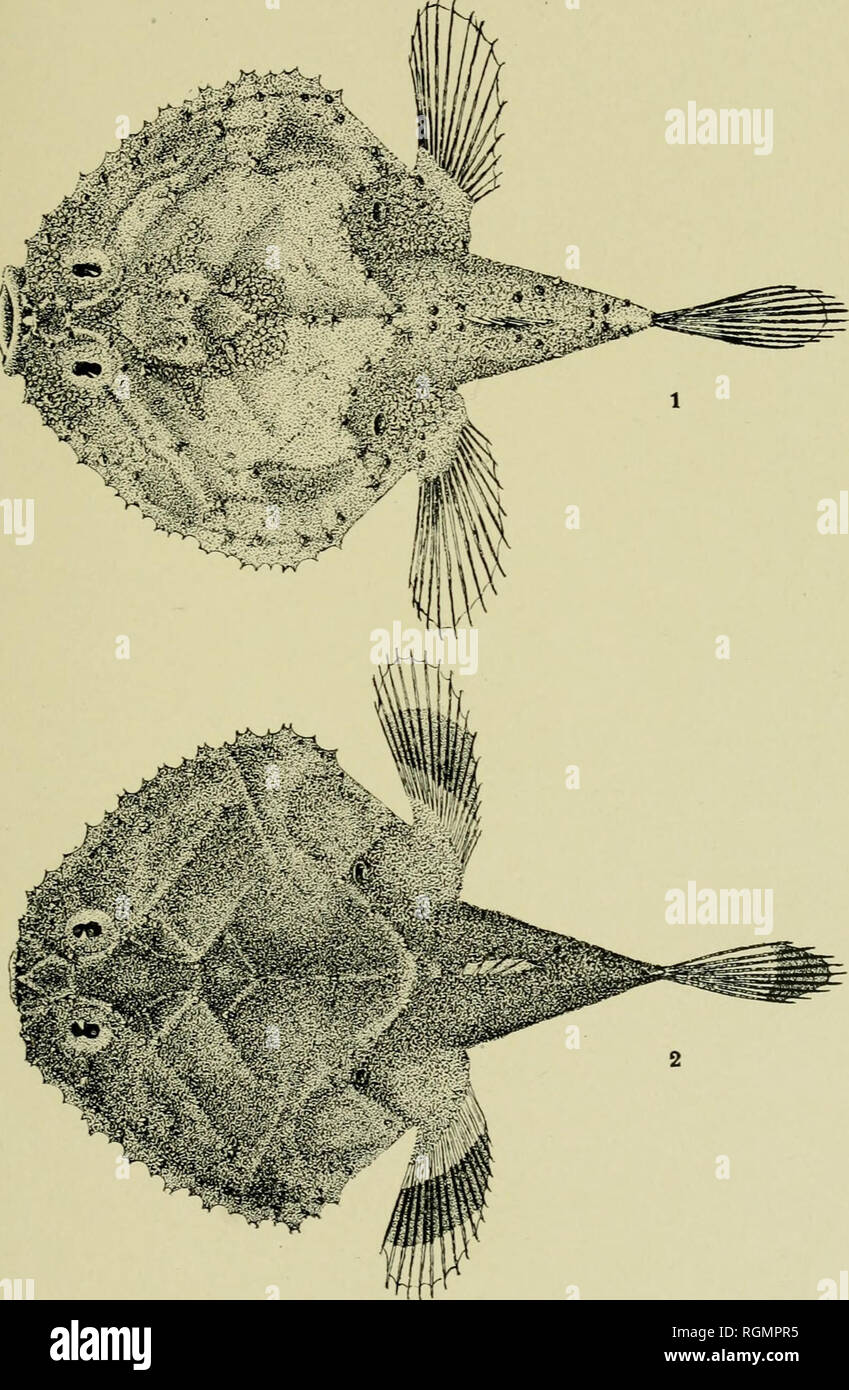 . Bulletin from the laboratories of natural history of the State University of Iowa. Natural history; Natural history. Bahama Exped. Fishes.—Garman. Plate IV.. Fig. i. Halieutichthys aculeatus Garman. Fig. 2. Halieutichthys caribb.ei's dayman. C. A. King, del.. Please note that these images are extracted from scanned page images that may have been digitally enhanced for readability - coloration and appearance of these illustrations may not perfectly resemble the original work.. University of Iowa. Iowa City, Iowa : The University Stock Photo