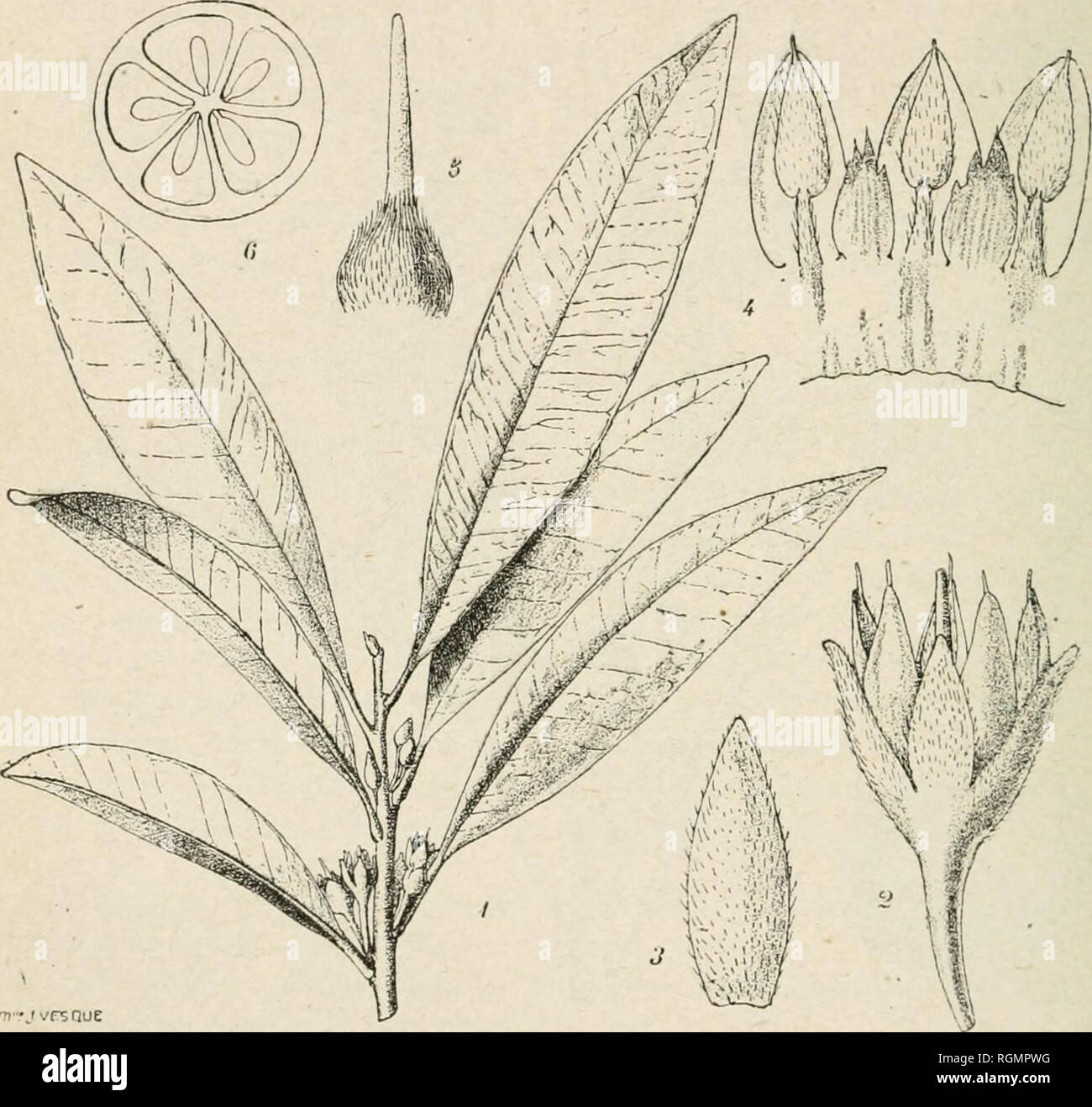 . Bulletin du Musum national d'histoire naturelle. Natural history. â 27/i â Sideroxylon madagascariense sp. nov. Arhor :in-:i5 In. alla; mmiili drhilcs, Fnlin alterna; petinlus 6-7 mm. loiiffUH sparse pilosus, supra sulcalus; Imbus glaher nhhugo-Uluceolatm s. Fig. 3. â Sideroxylon madagascariense sp. nov. 1, Rameau fleuri, grand, nat. ; â a, bouton X 5; â 3, si'pale dtHachÃ© X 7; â f, une i)artle de la corolle avec ses lobes, les Ã©tamines et PtaminodeÂ» X 7; â 5, pis- til X 7 ; â 6, section transversale de l'ovaire X i''- y-S cm. longus, 7.0-2 ctn. latus bnsi apiceque atlenunUis sed apice o Stock Photo