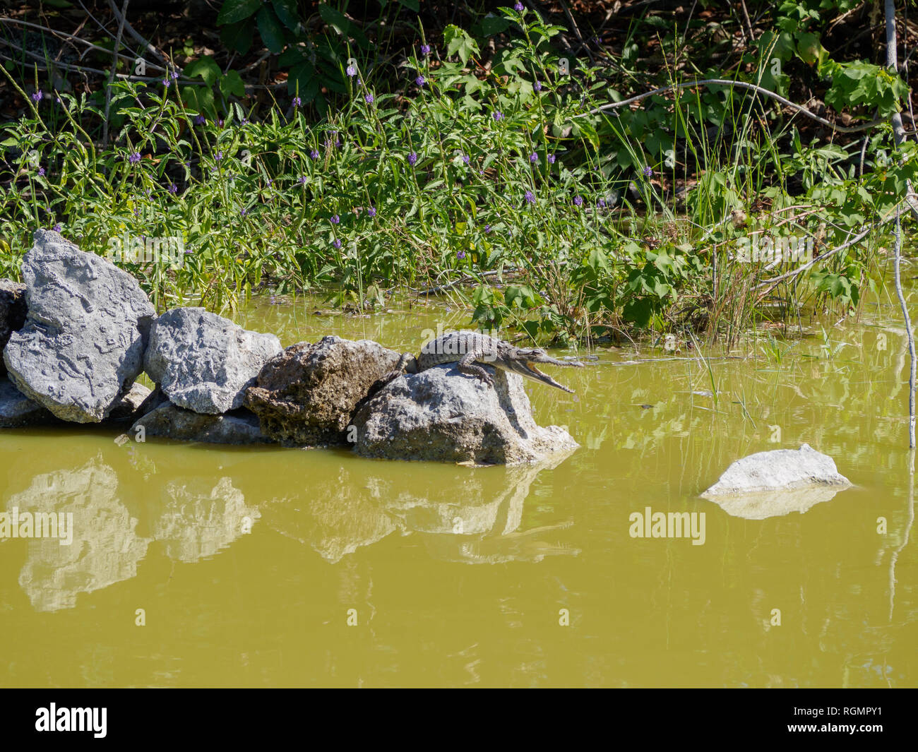 Baby Crocodile Stock Photo