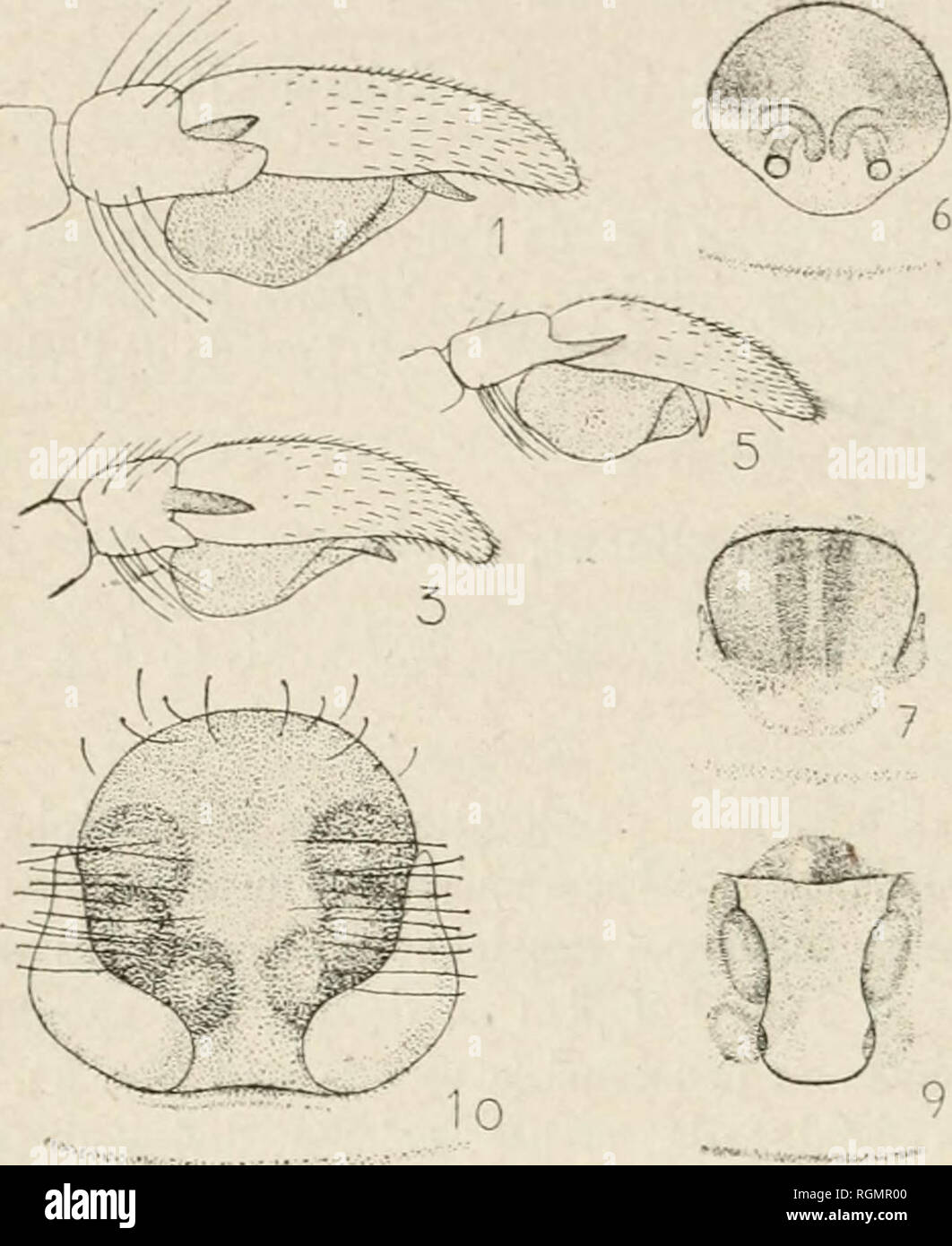 . Bulletin du Musum national d'histoire naturelle. Natural history. — 246 — Habitat. — Algérie : Aïn-Sefra (Vibert), Bogari, Bou-Saada, Aiimalo. Les différences entre ies mâles des L. Simoiii et ulgericus sont très minimes, mais l'ëpigyne permet de distinguer ies femeiies avec la plus grande facilité. /i//:.'/&quot;0^. Please note that these images are extracted from scanned page images that may have been digitally enhanced for readability - coloration and appearance of these illustrations may not perfectly resemble the original work.. Musum national d'histoire naturelle (France). Paris : Imp Stock Photo