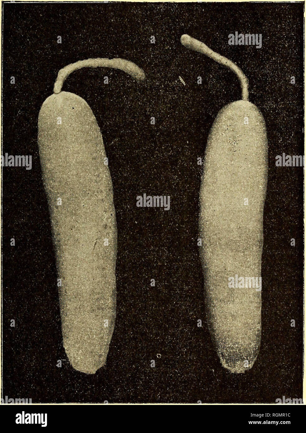 . Bulletin du MusÃ©e ocÃ©anographique de Monaco. Ocean. â 5 â petites papilles basses partant du milieu d'une aire arrondie faisant comme une tache grise sur la peau de l'animal. On distingue vaguement, en raison du peu de transparence, un grand nombre de culs-de-sac intestinaux, parallÃ¨les entre-eux, et perpendiculaires Ã l'axe longitudinal du corps. Dans la rÃ©gion caudale on les voit mieux par suite de la transparence du corps;. Fig. i. â Planktonemertes Grimaldii. Le mÃªme animal vu parles faces dorsale Ã droite et ventrale Ã gauche. On distingue sur les cÃ´tÃ©s les pores gÃ©nitaux. (Gros Stock Photo