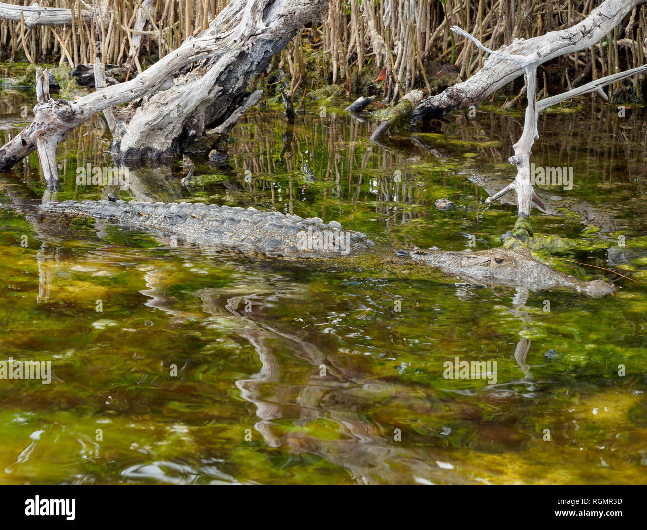 Salt Water Crocodile Hiding in Lagoon Stock Photo