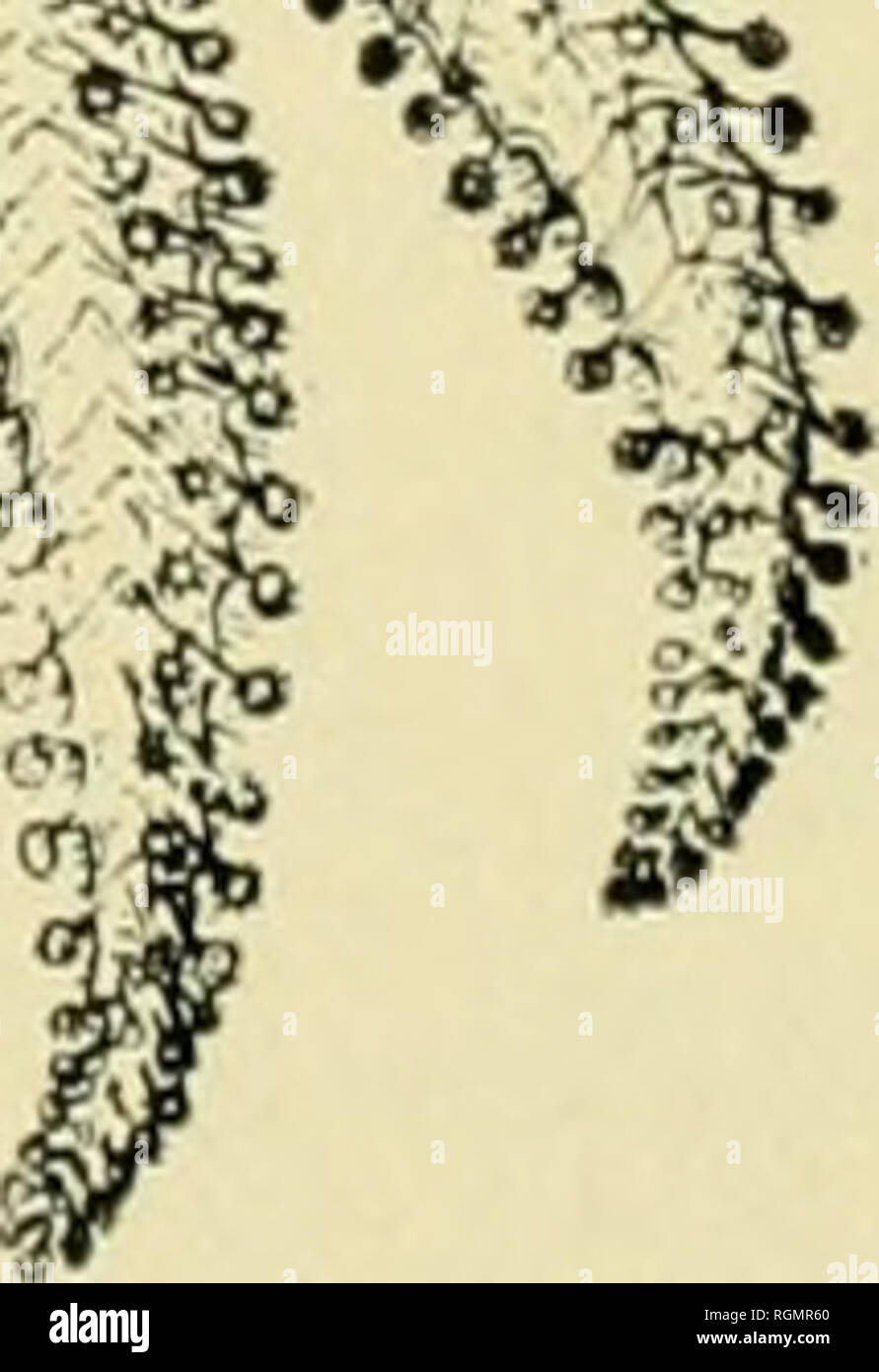 Bulletin From The Laboratories Of Natural History Of The