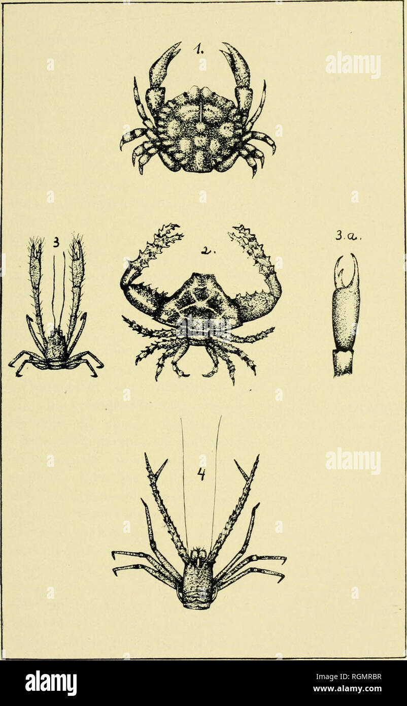. Bulletin from the laboratories of natural history of the State University of Iowa. Natural history; Natural history. M. F. LINDER, DEL. Crustacea from 1. Pentacrinus Ground. OSACHILA TUBEROSA. Stimp. Thryolambrus astroides. Rathb. Macrouran with elong-ated chelipeds. Chela of same. MUNIDA (?) sp.. Please note that these images are extracted from scanned page images that may have been digitally enhanced for readability - coloration and appearance of these illustrations may not perfectly resemble the original work.. University of Iowa. Iowa City, Iowa : The University Stock Photo