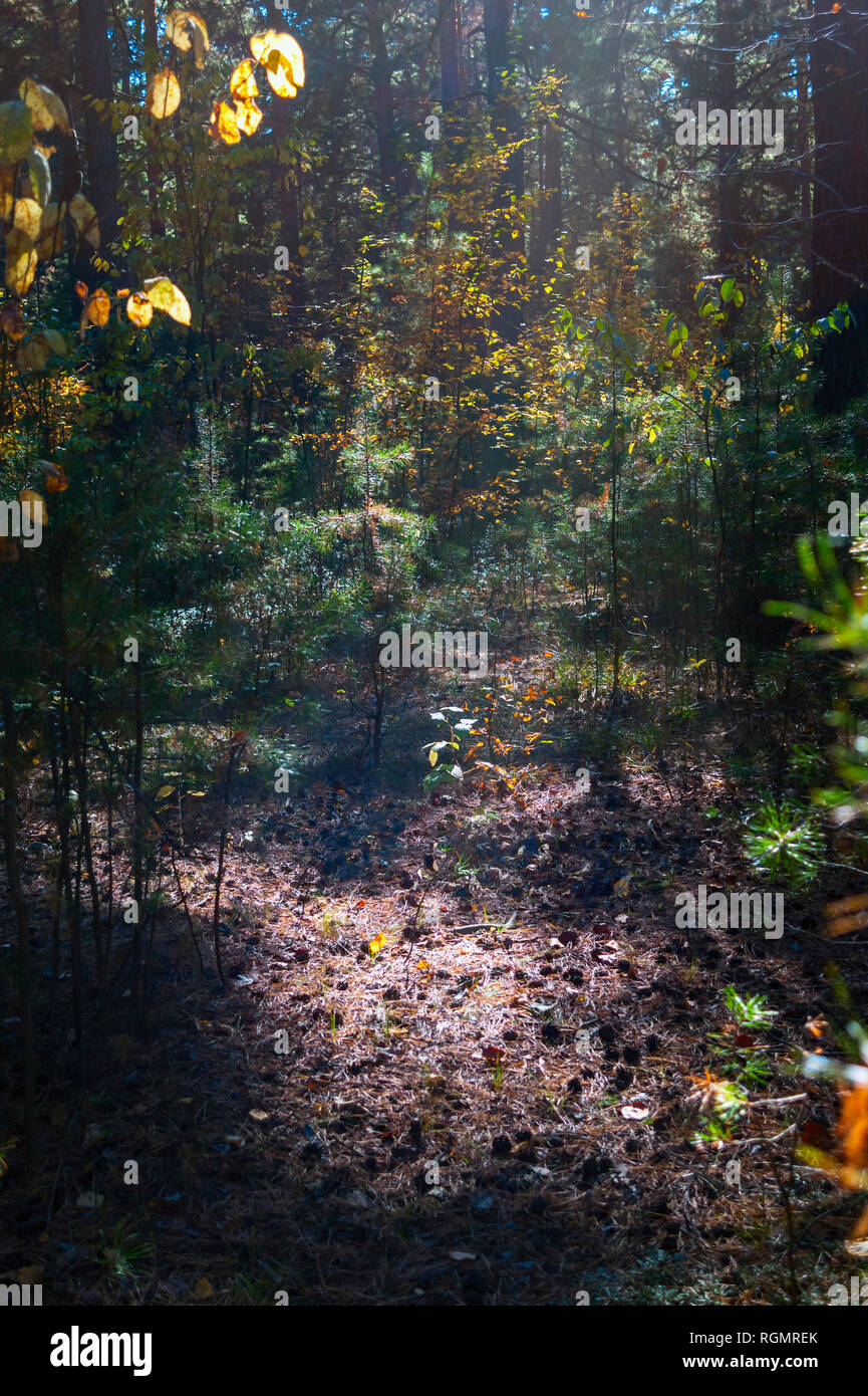 Sunny Clearing in the Mystical Fantasy Forest on an Autumn Day with Bright Leaves and Pine Trees Shadows. Warm Sun Glow. Stock Photo