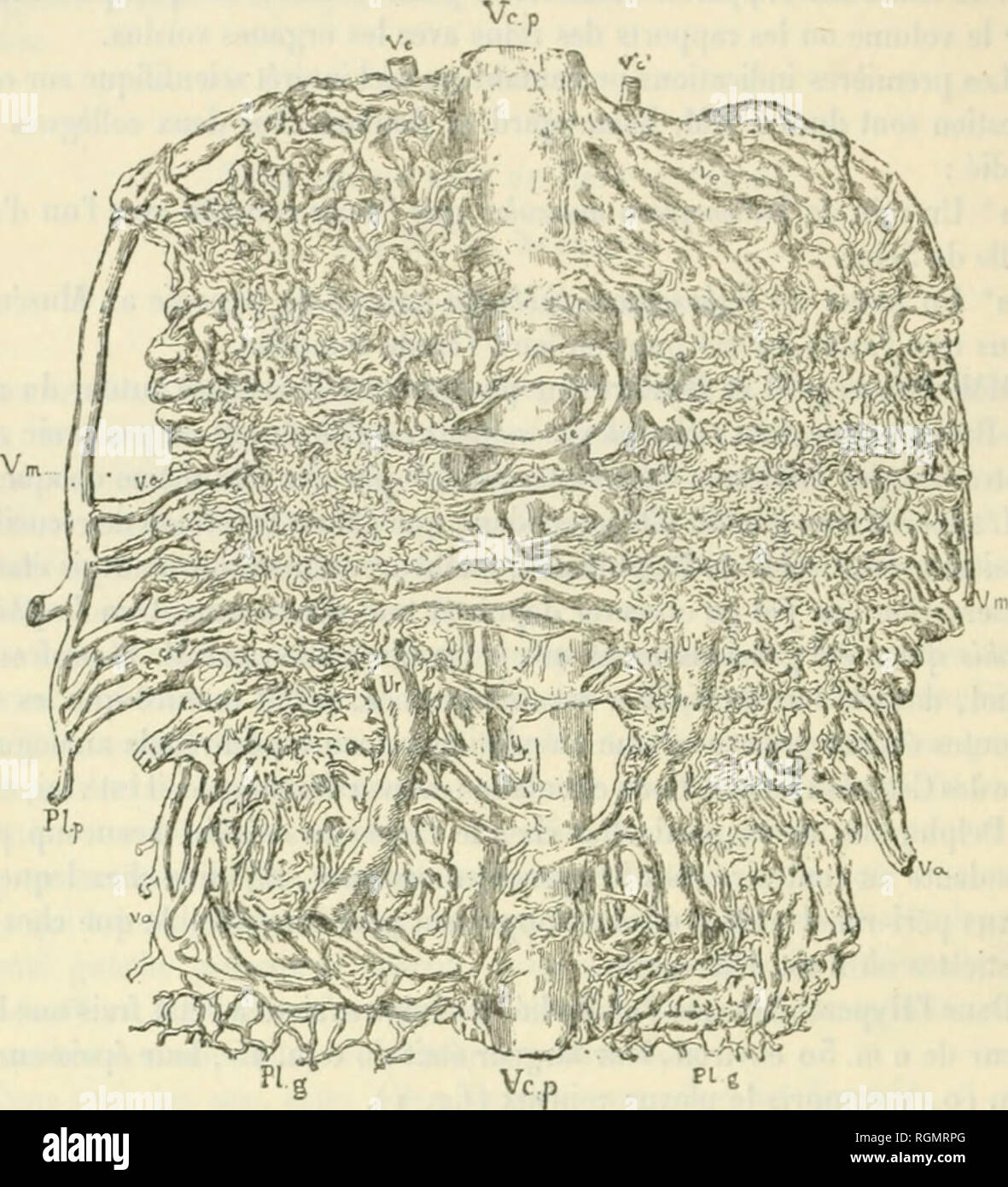 . Bulletin du Musum national d'histoire naturelle. Natural history. â l/»8 â neiire <lu l'i-iii, I aiilro à la région inférieure, division pouvant faire sup- poser l'existence de deux artères réuales pour cliaque rein, fait qui a été signalé quelquefois chez les Cétacés.. Fig. 1. â Plexus péri-rônal de ïHiipcroodoti rostratu^. Le plexus veineux péri-rénal sur lequel j'insisterai seulement dans cette noie se compose de trois ordres de vaisseaux : 1 ° De vaisseaux aiïérenls ; 2" de vaisseaux efférents ; 3" de vaisseaux jiro- fonds ou vaisseaux de communication ave Stock Photo