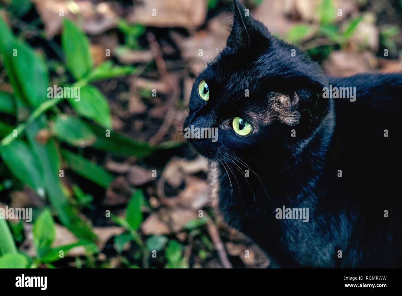 Black cat in a garden with copy space Stock Photo - Alamy