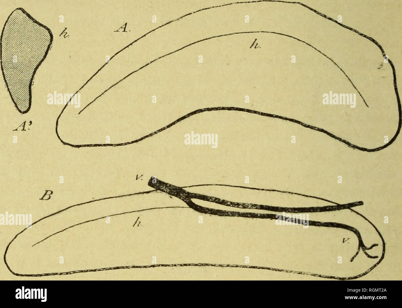 . Bulletin du MuseÌum d'histoire naturelle. Natural history. Nous donnons ci-couLre la silhouette de cette rate et reproduisons rg-ale- ment celle d'un Hippopotame âgé de cinq jours (fig. i, A et B). Cette dernière, plus maniable, a été fixée dans sa forme naturelle; on voit qu'elle est légèrement incurvée latéralement, en croissant, particularité qui nous a semblé constante sur les très jeunes sujets, mais qui doit varier avec l'état de réplétion de l'estomac et qui, en tout cas, était loin d'exister au même degré sur le vieil Hippopotame, dont l'estomac était fortement di Stock Photo