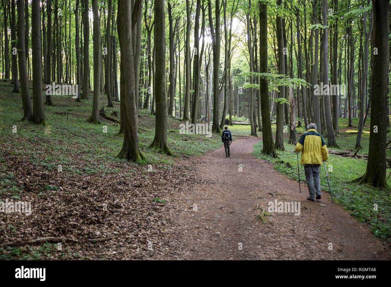 Germany, Mecklenburg-Western Pomerania, Ruegen, Jasmund National Park, hikers in beech forest on hiking trail Stock Photo