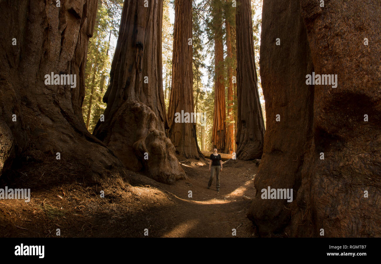 USA, California, Sequoia National Park, Sequoia tree and woman, sun light Stock Photo