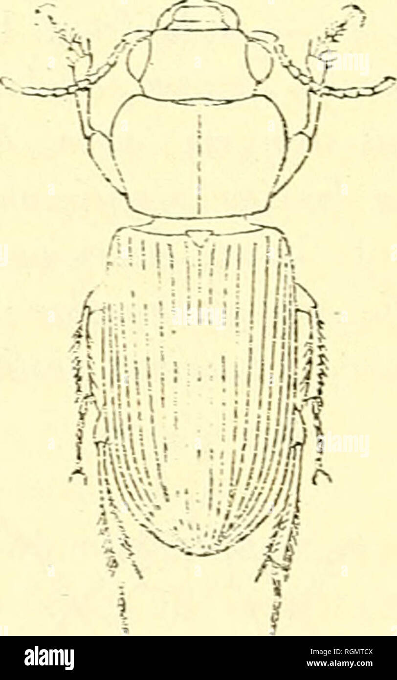 . Bulletin du MusÃ©um national d'histoire naturelle. Natural history. â un â Bangkok (Le P. Larnaudie); Chantabouu Ã Baltambang (Siam cambod- gien) [M. Pavie]: Menwen Bay (Java) [MM. M. Maiudron et A. Baffray.] 8. Hypolithus [Goleolissus? ;i ] biseriatus n. sp. g . â Oblongo- ovatus, glaber, nitidus, nigro-brunneus, elytris leviter viridescentibus, palpis, (intÃ©rims, pedibus prothoracisque margine laterali testaceis. Caput omnino lÅve; oculi magni, prominentes; antennÅ graciles, marginem posteriorem prothoracis longe superantes, arlicuÃ¯is 3-Ã¹ Åquilongis ; palpi articulo apicali gracile fus  Stock Photo