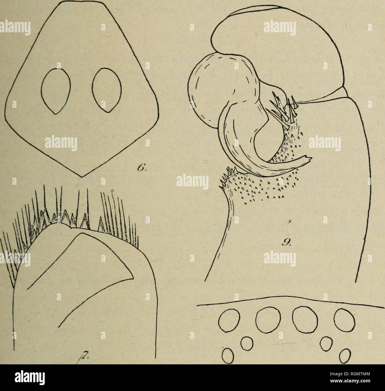 Bulletin Du Museium D Histoire Naturelle Natural History A 369 A Pubescence Abdomeu Noira Tre