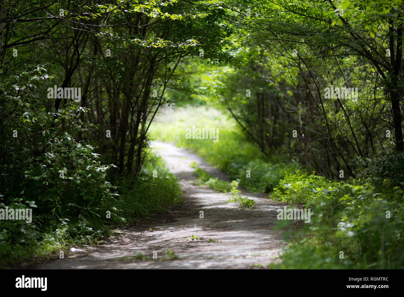 Beautiful green summer forest. Spring background, backdrop Stock Photo