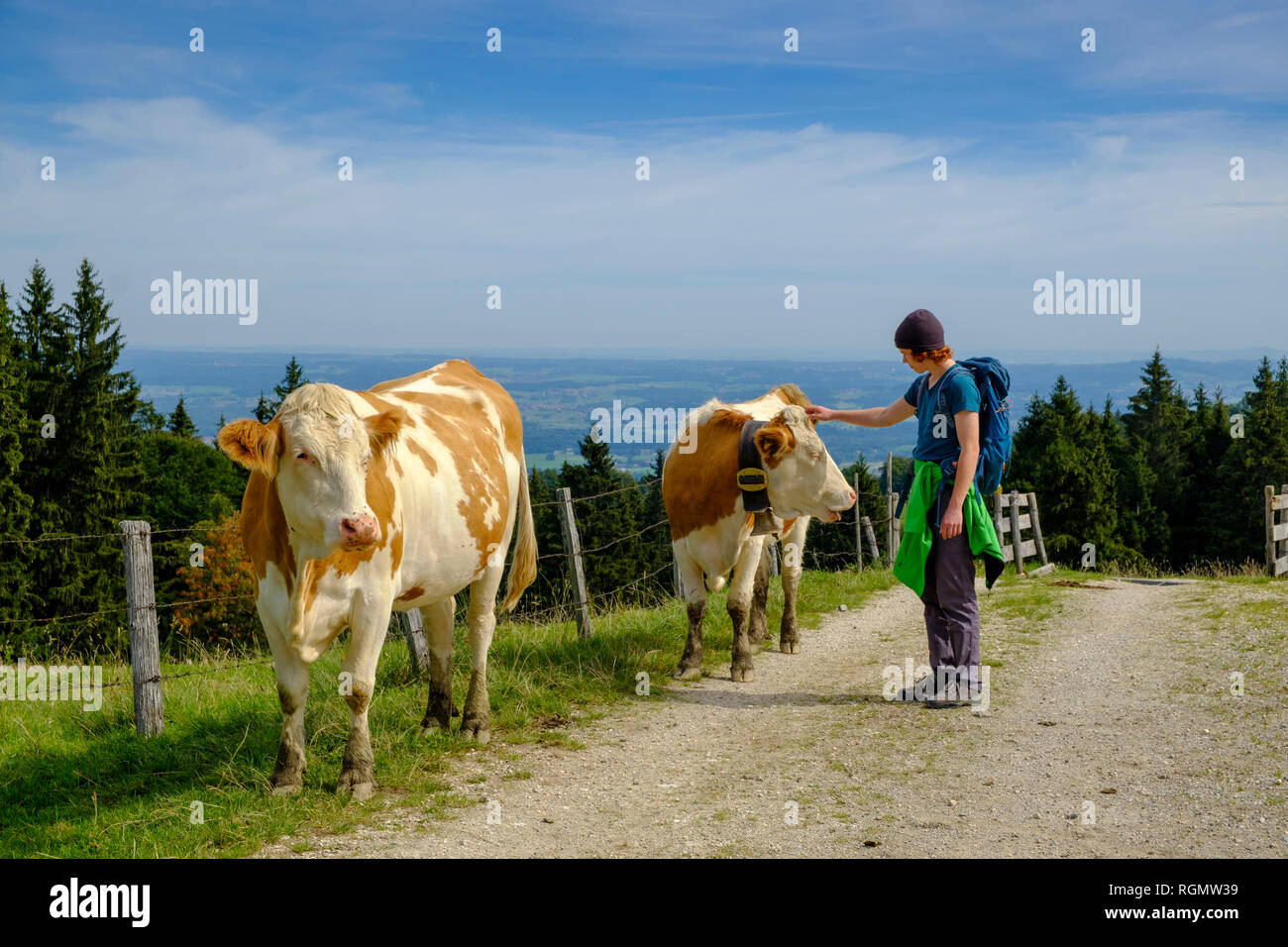 Germany, Upper Bavaria, Chiemgau, Young hiker stroking cow on a pasture Stock Photo