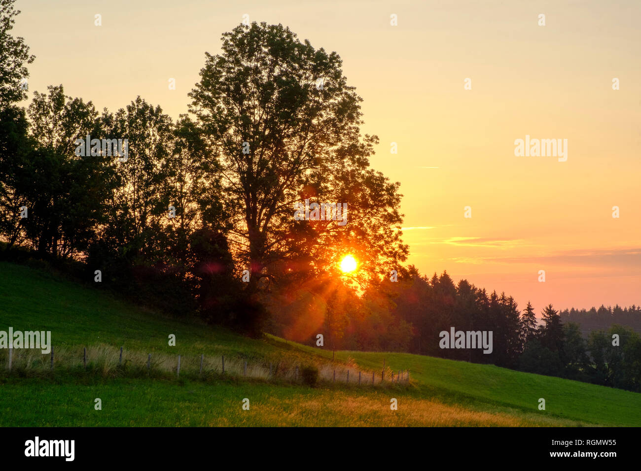 Germany, Bavaria, Allgaeu, East Allgaeu, Swabia, Ussenburg near Rosshaupten, tree at sunrise Stock Photo