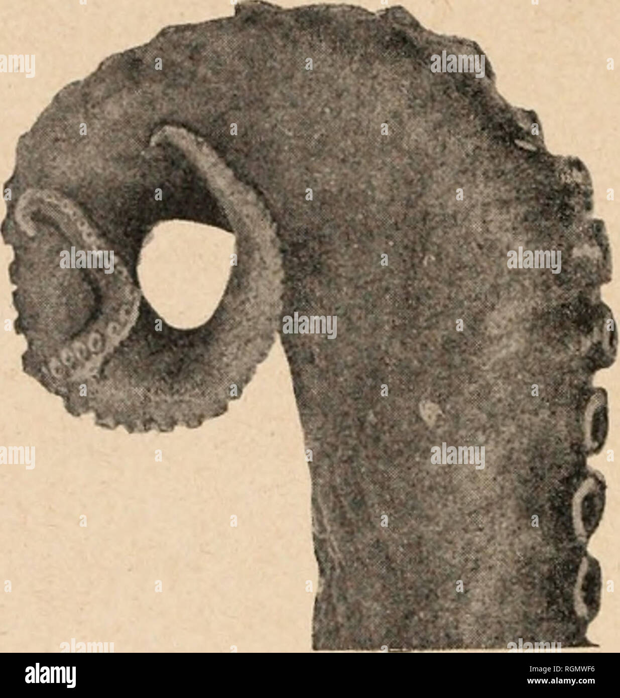 Bulletin de l'Institut ocÃ©anographique. Ocean. â 6 L'ombrelle assez  profonde qui reunit la base de ces bras peut etre mesuree en partant du  sillon brachio-cephalique qui limite la tete au-dessus des