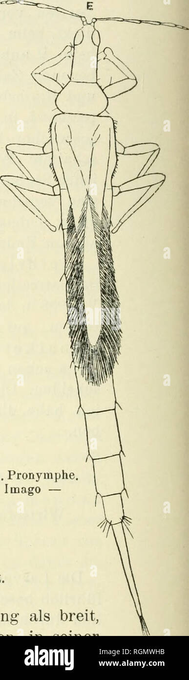 . Bulletin du Jardin botanique de Buitenzorg. Plants -- Indonesia; Plants. Figur 81. Gigantothrips e le g an s. Entwicklung. â A. Larve. â B, Pronymphe. â C. Erstes Nymphenstadium. â D. Zweites Nymphenstadium. â E. Imago â Aile Figuren ca. 25-facli vergrossert. L eeuwenia gladiatrix Karny. *) Wirtspflanze: Eugenia polyantha Wight. DunkelbrauiÃ®. Kopf um weniger als ein Drittel mehr lang als breit, vorn verengt, hinter den Netzaugen deutlich angeschwollen, in seiner hinteren HÃ¢lfte ara breitesten. Netzaugen nur etwa ein Viertel der Kopf- lÃ nge einnehmend. Nebenaugen verhÃ¢ltnismÃ¢ssig gross u Stock Photo