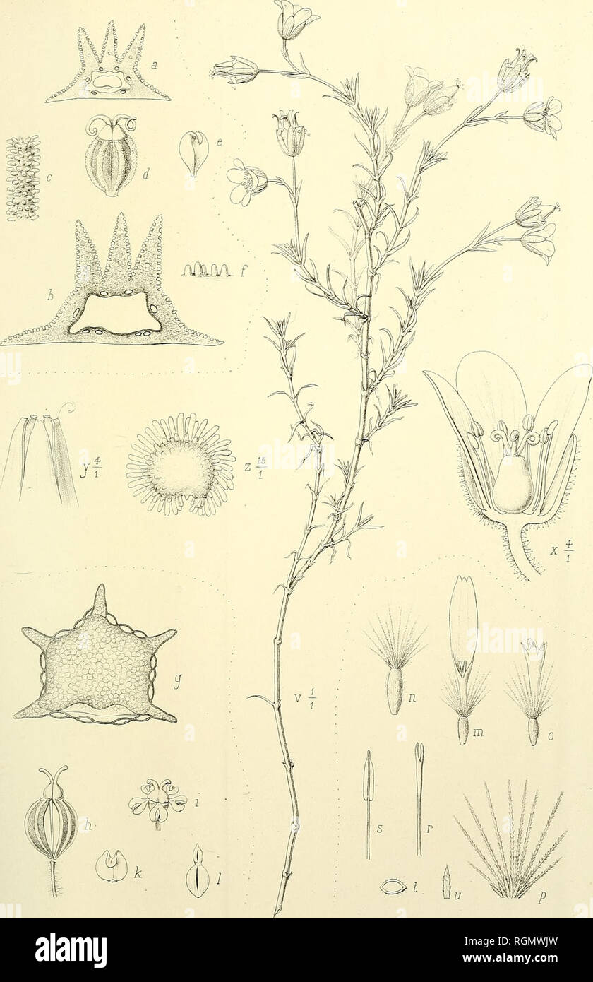 . Bulletin de l'Herbier Boissier. Plants. BULLETIN DE L'HERBIER BOISSIER. Tome II. Planche. Imp. Becquet fr. Paris. Fi&lt;j.a-f.- Fl5-Tl- Selinum AGASYLLOIDES N. Alboff. Ligusticum Arafoe N.AlLoff. Fiß.m-U.- ASTEP. TUGANIANUS N.AlLoff. Ficj. v-z .  ALSINE RHOD 0 CALYX N.Alt off.. Please note that these images are extracted from scanned page images that may have been digitally enhanced for readability - coloration and appearance of these illustrations may not perfectly resemble the original work.. Herbier Boissier. Genève : Impr. Romet Stock Photo