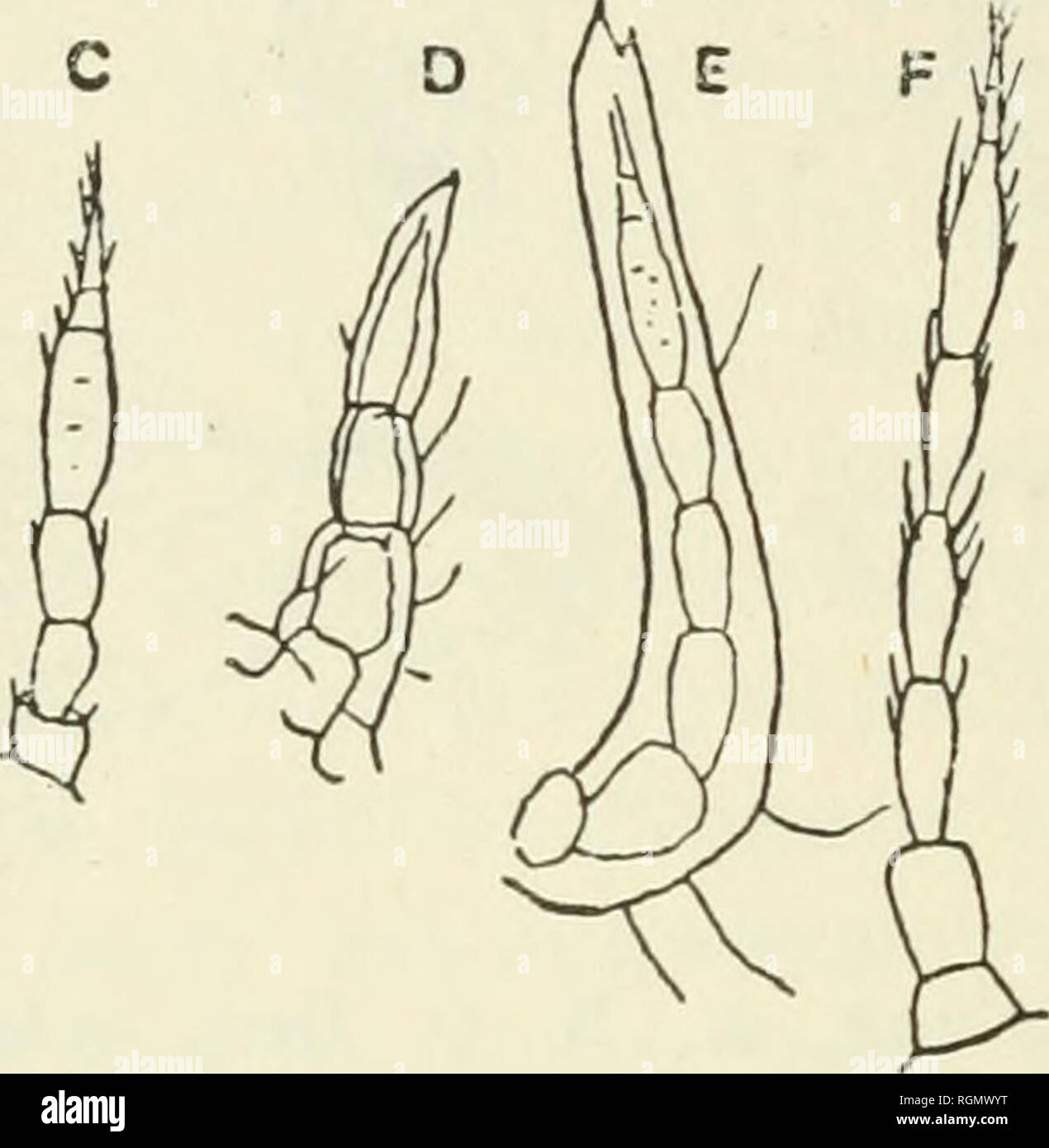 . Bulletin du Jardin botanique de Plants Indonesia