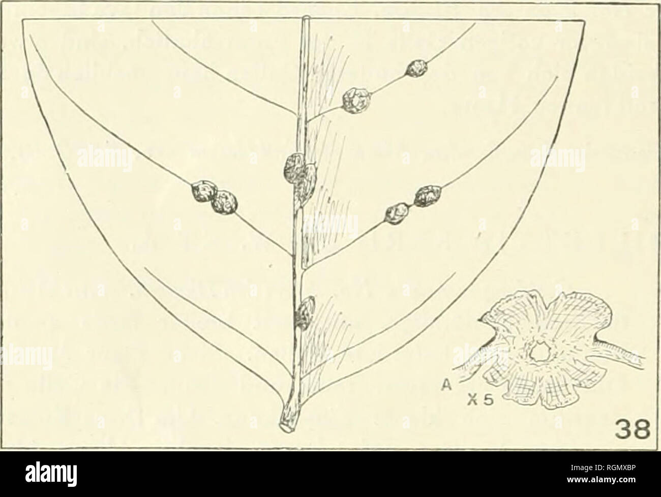 . Bulletin du Jardin botanique de Buitenzorg. Plants -- Indonesia; Plants. â 16 38. NAUCLEA PURPURASCENS KORTH.. Cecidomyidenga lie an dem Haupinerv. Sclion von Java in unsererSamm- lung vorhanden aber noch nicht beschrieben wor- den. Vornehm- lich sitzen diÃ¨se Cecidien dem Hauptnerv ent- lang aber auch an den starken Sei- tennerven sind sie zu finden. Die Gallen sind 2 â 5 mm lang und elwa 4 mm breit Dunkelbraun ist ihre Farbe durch die reiche Enlwicklung einer Korkschicht. Beim Wachsen spallet dieser Kork sich in viele StÃ¹cke (Siehe Figur 38 A.) Im Innern befindet sich eine winzige Larvenk Stock Photo