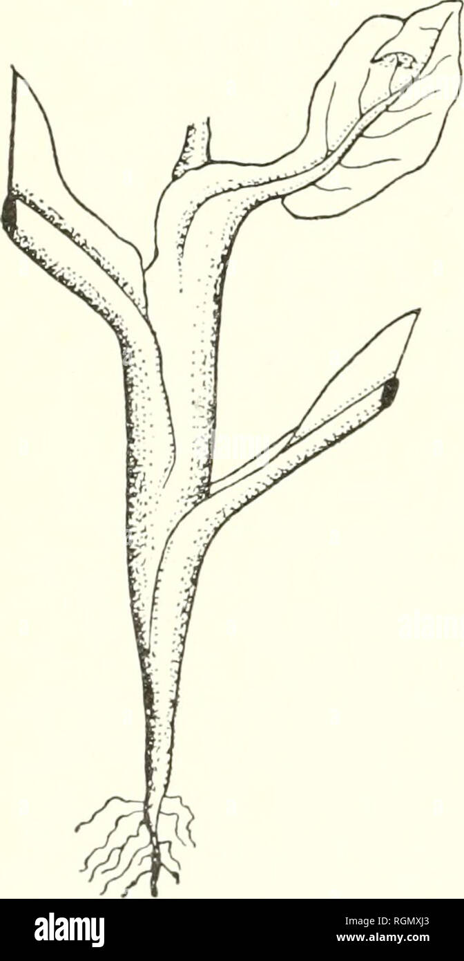 . Bulletin du Jardin botanique de Buitenzorg. Plants -- Indonesia; Plants. - 38 - 317. Musaenda acuminata Bl. Cecidomy idengal len auf d e n Blumen. Eine An- schwellung der Blumenrohre zu einer flaschenfôrmigen Galle, wie eine solche von nns auch anf Musaenda frondosa beschriel&gt;en worden ist. (Marcellia, VIII, N. 15. S. 30.) Im Urwald zu Tjinjiroean bel Bandoeng. 318. Nicotiana tabaccum L. S t e n g e 1 g a 11 e n von L i t a s o 1 a n e 11 a B o i s d. g e 1 &gt; i 1 - de t. Ein sehr kleiner Schmetterling ans der Famille der Tinei- dae, verarsacht an Nicotiana eine Krankheit, wobei auch Ga Stock Photo