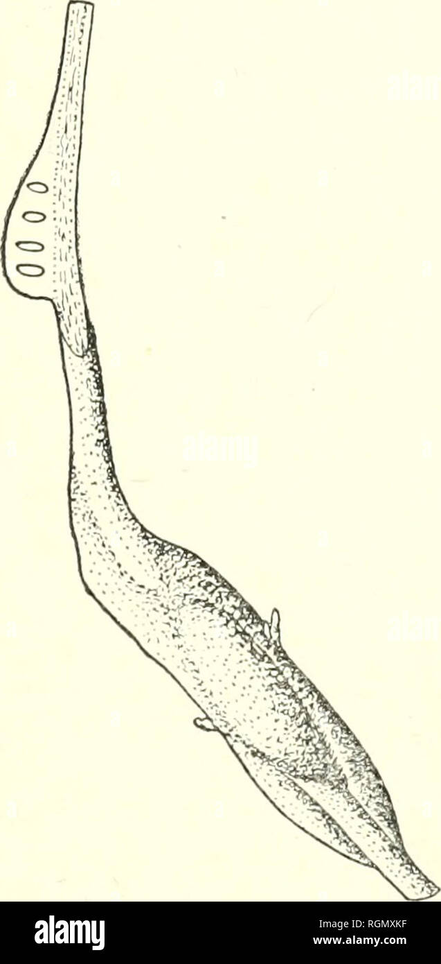 . Bulletin du Jardin botanique de Plants Indonesia