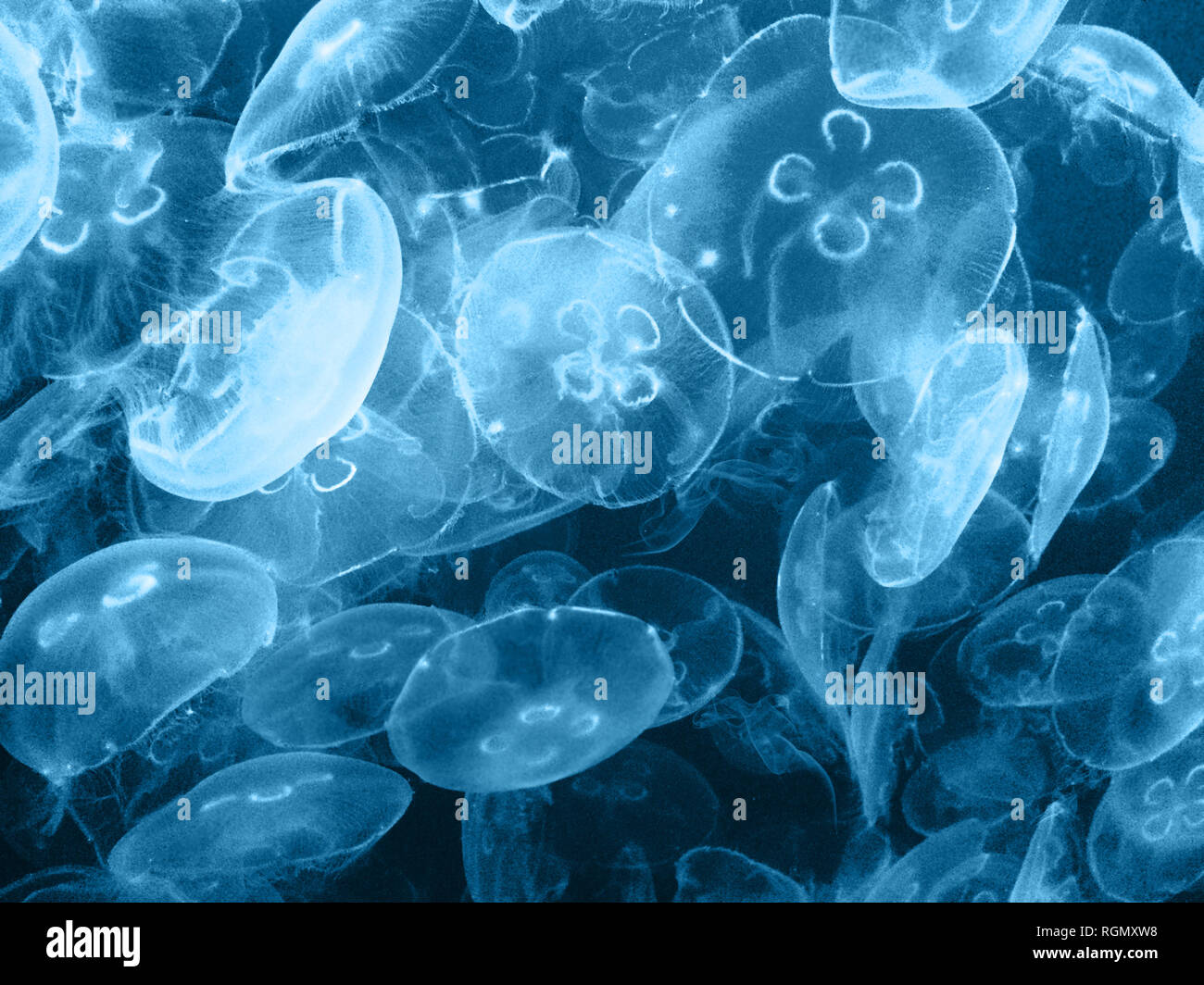 A group of translucent fluorescent jellyfish in dark water. Suitable as a background or photographic print. Jellyfish (also known as jellies or sea je Stock Photo