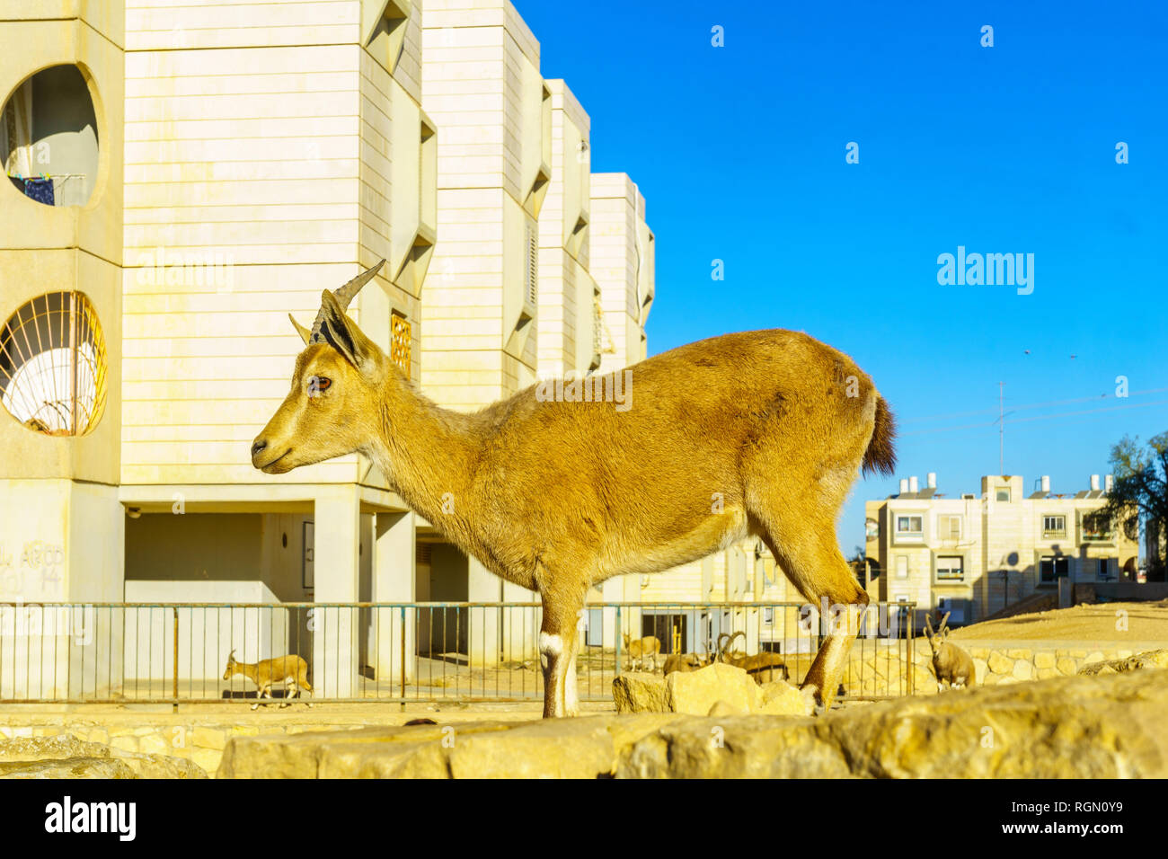 Mitzbe Ramon Mitzpe Ramon, Israel - January 19, 2019: Nubian Ibex in the urban area ...