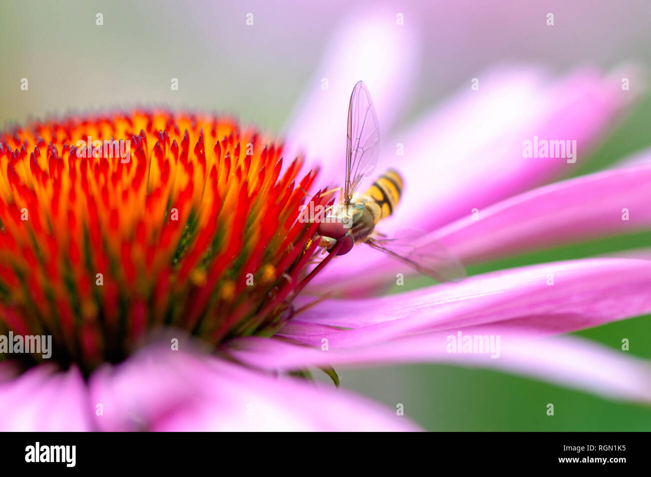 Close-up image of a Hover-fly collecting Pollen from a summer purple Coneflower, Echinacea purpurea Stock Photo