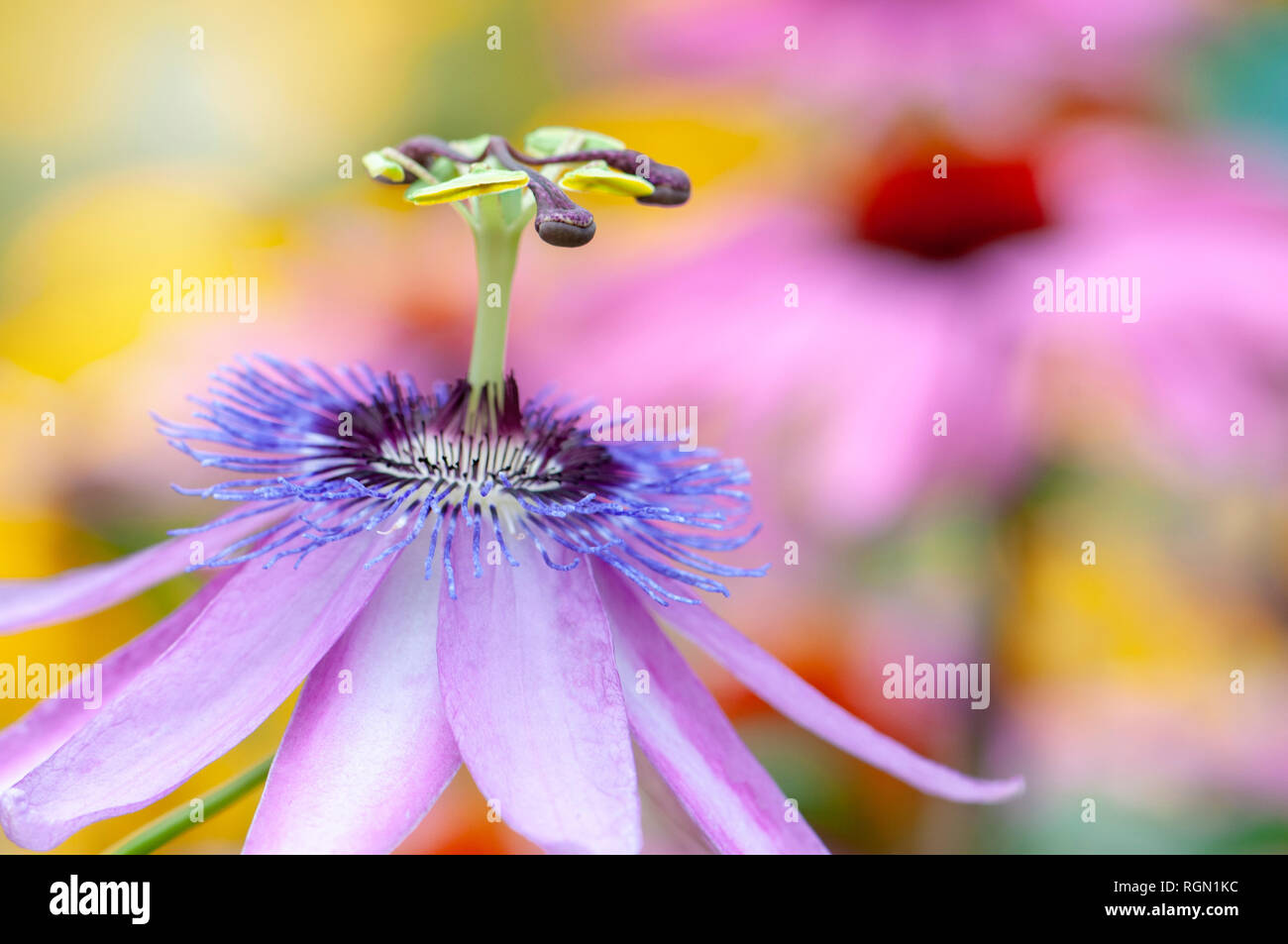 Close-up image of the summer flower vibrant Passion flower 'Lavender Lady' - Passiflora 'Lavender Lady' Stock Photo