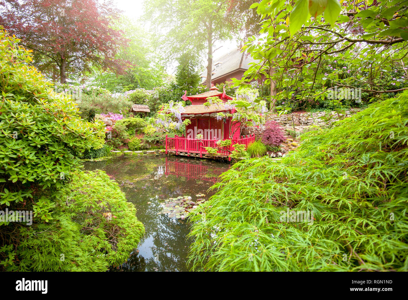Close-up image of a beautiful Japanese traditional style garden with calm water and Acer palmatum Stock Photo