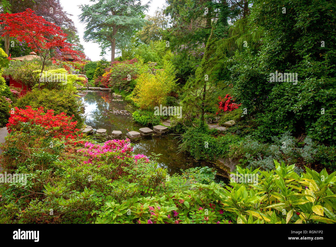 Close-up image of a beautiful Japanese traditional style garden with calm water and Acer palmatum Stock Photo