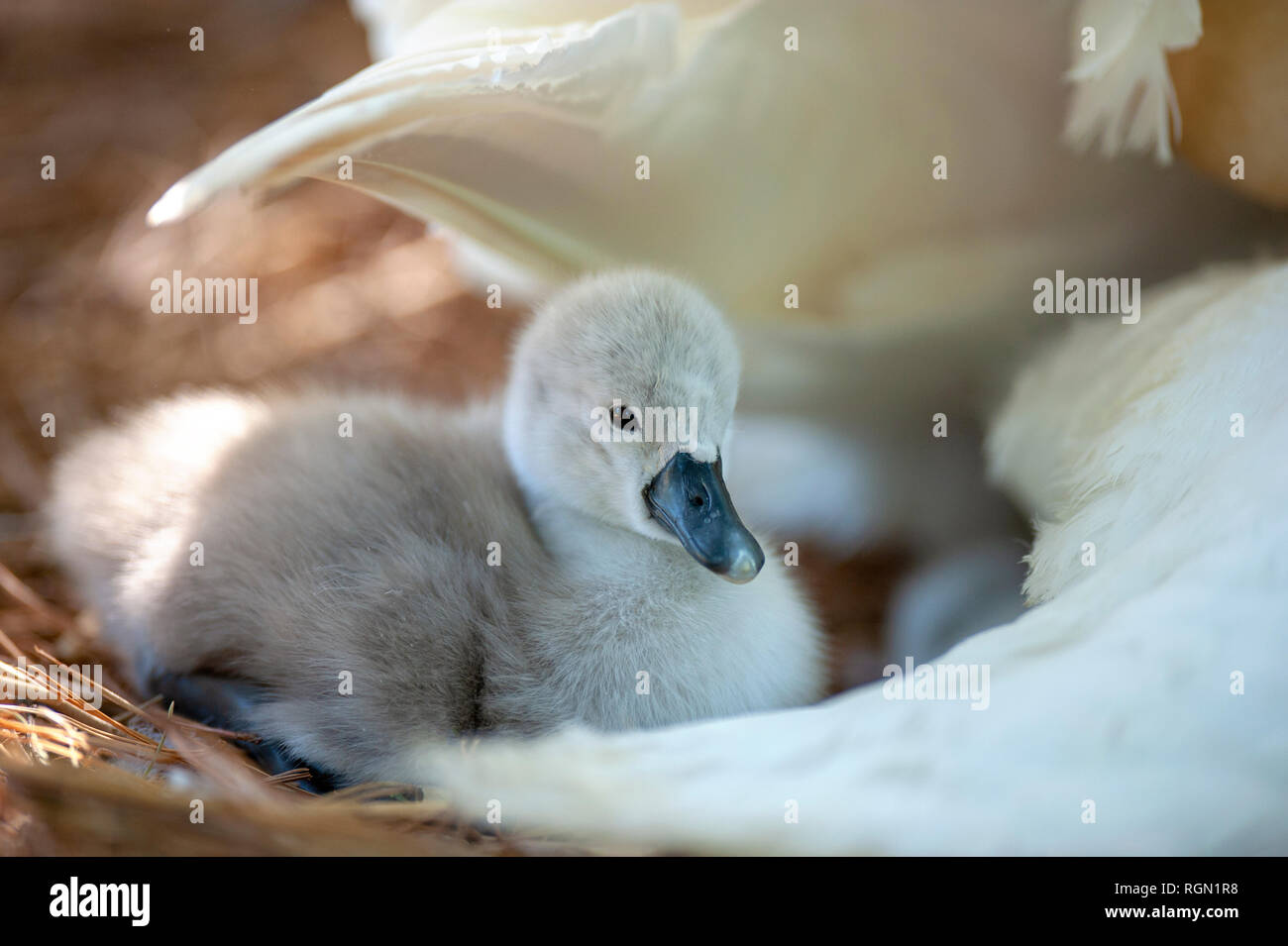 Close-up image of Mute Swan Cygnets - Cygnus Olor enjoying the spring sunshine Stock Photo