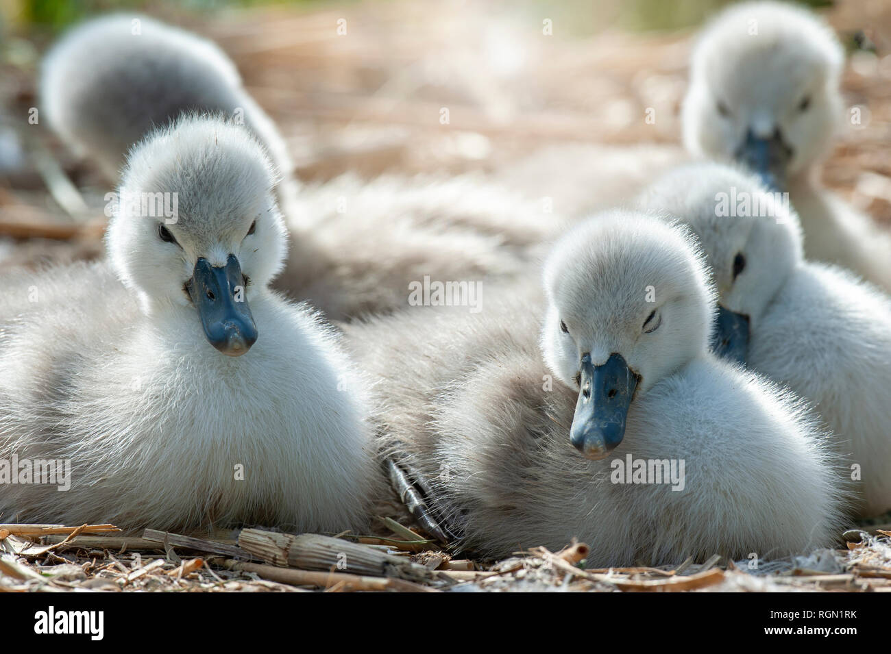 Close-up image of Mute Swan Cygnets - Cygnus Olor enjoying the spring sunshine Stock Photo