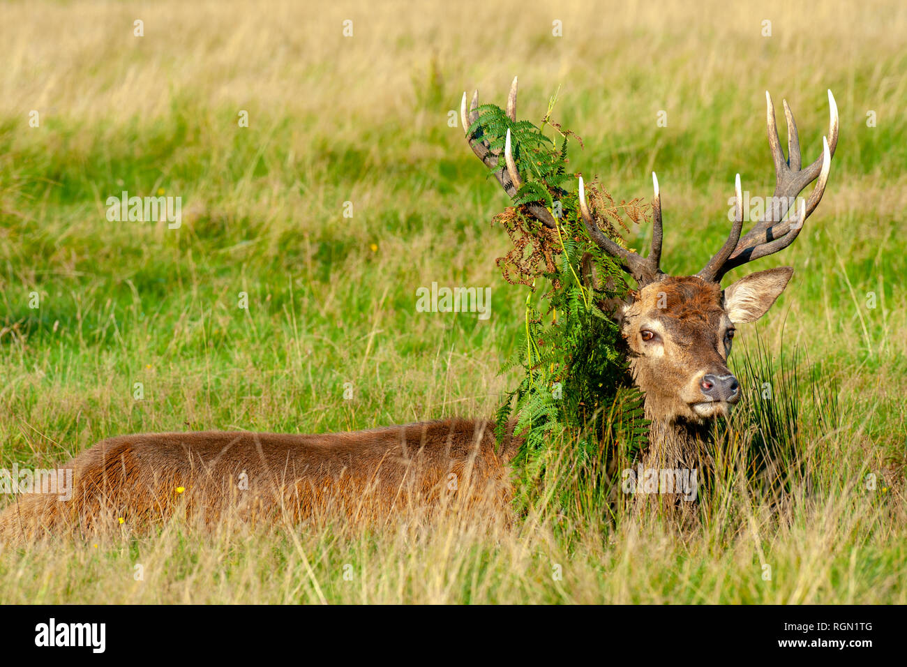 Close-up image of a Red Deer Stag -Cervus elaphus, during the rutting season with Bracken on his antlers Stock Photo