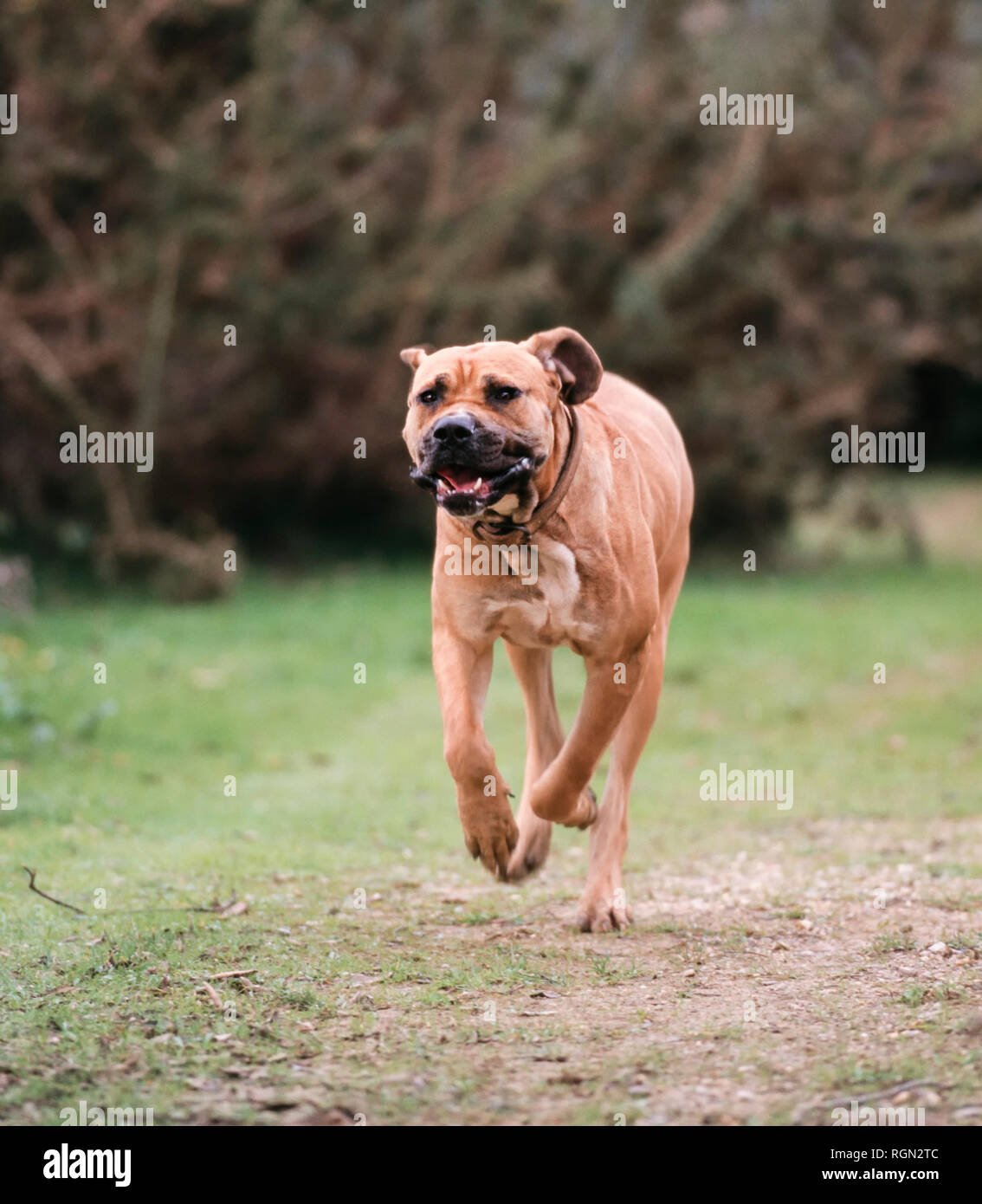 brazilian cattle dog