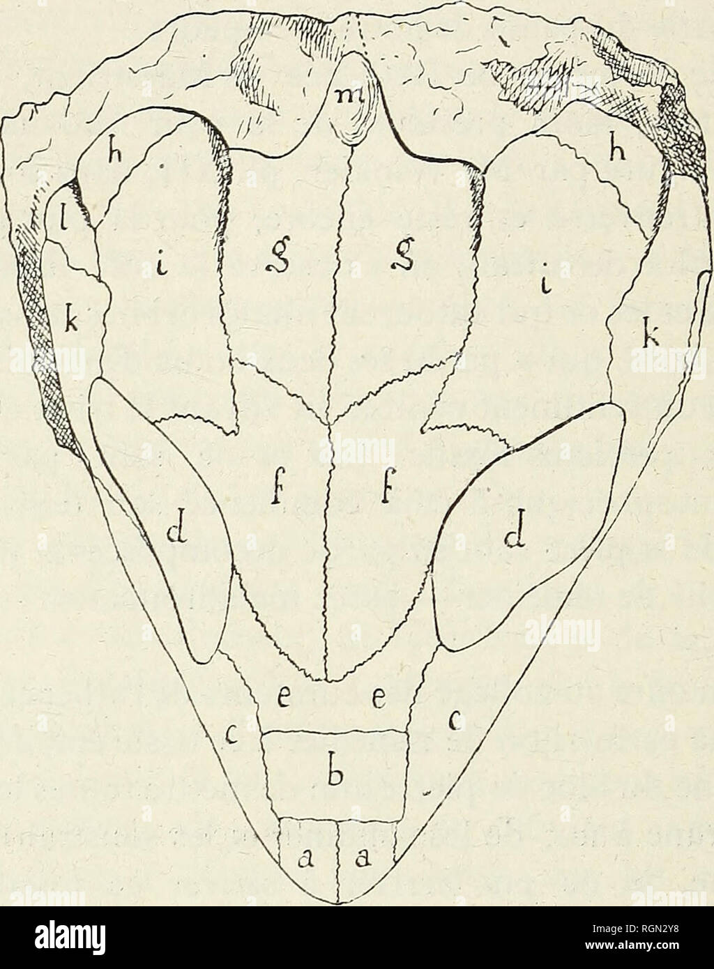 . Bulletin de la Societe Belge de Geologie, de Paleontologie et d'Hydrologie. 386 CASIMIR UBAGHS. — LE CRANE FiG. I. — Crâne vu de dessus. 28 NOVEMBr;. a. a. Les Prémaxillaires, b. Les Narines externes. c. c. Les Susmaxillaires. d. d. Les Orbites e. Les Complexes naso-lacrymo-pré- frontaux. f f. Les Frontaux. g. g. Les Pariétaux. h. h. Les Squamosaux. i. i. Les Post-frontaux. k. Les Jugaux. /. /. Les Quadrato-jugaux. m. Sus-occipital. FiG. II. — Crâne vu de profil.. Please note that these images are extracted from scanned page images that may have been digitally enhanced for readability - colo Stock Photo