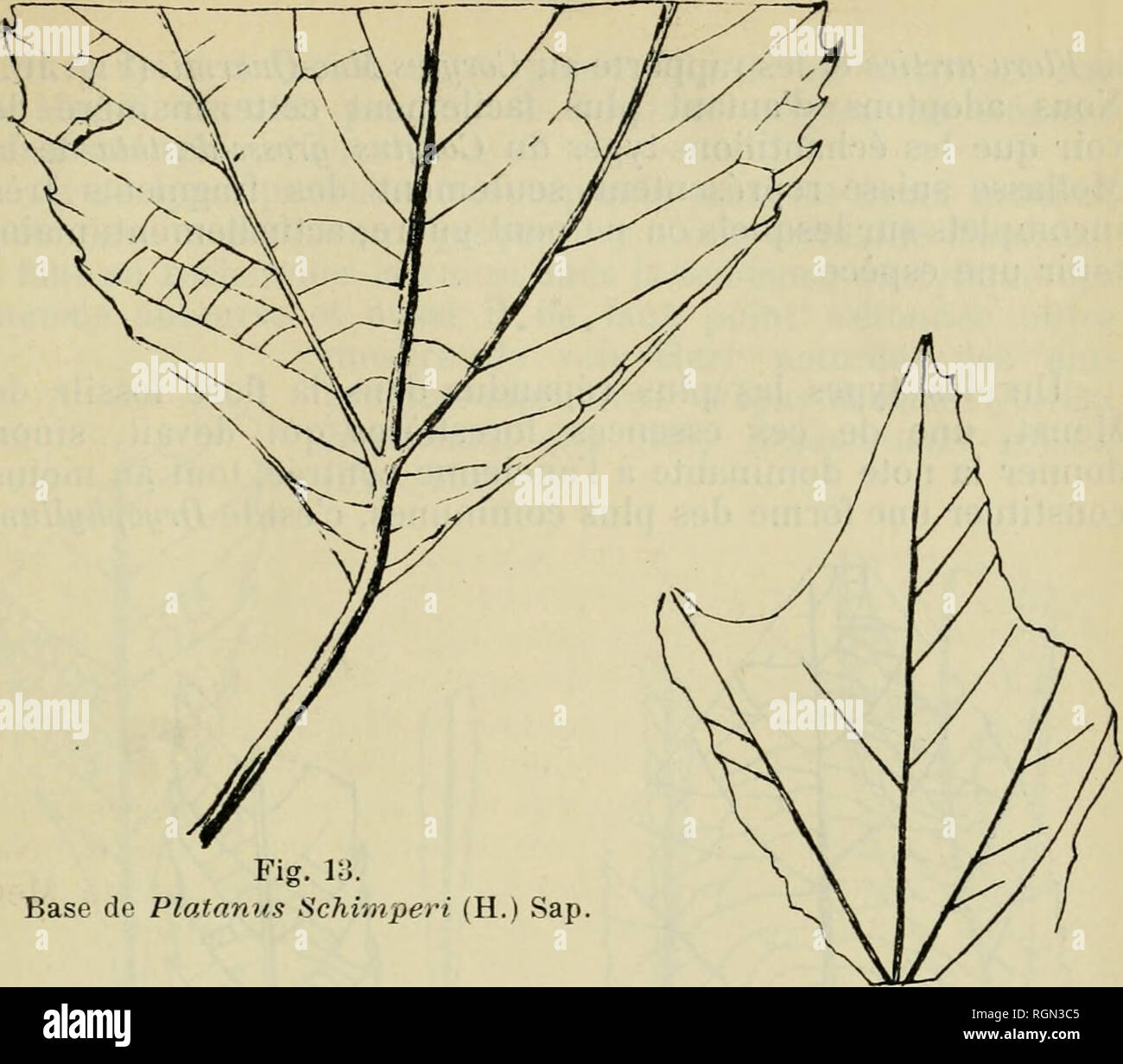. Bulletin de la Soci neuchloise des sciences naturelles. Science; Natural history. Fig. l:J. Base de Platanus Schimperi (H.) Sap. Fig. 14. Acer Schimperi (Etiquette de Heer).. Please note that these images are extracted from scanned page images that may have been digitally enhanced for readability - coloration and appearance of these illustrations may not perfectly resemble the original work.. Soci neuchloise des sciences naturelles. Neuchl : Impr. wolfrath Stock Photo