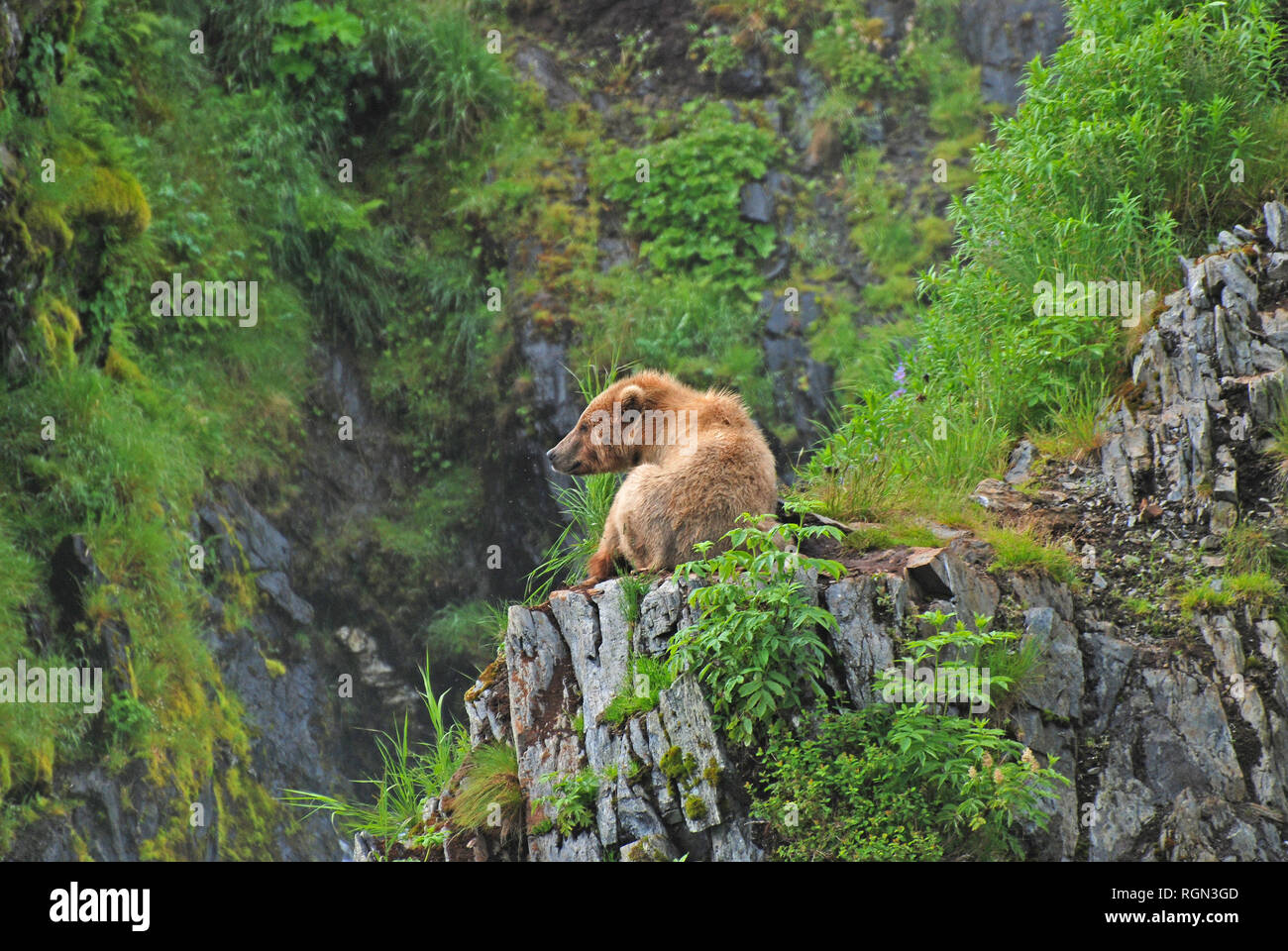 Grizzly resting near the Fraser River on Kodiak Island Stock Photo