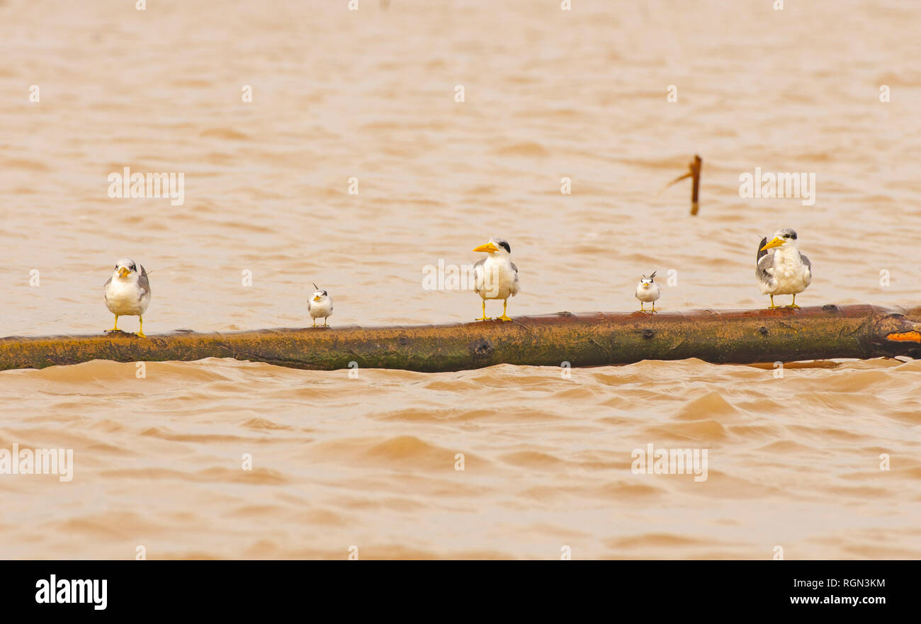 Least Terns and Large-billed Terns on the Amazon River in Peru Stock Photo