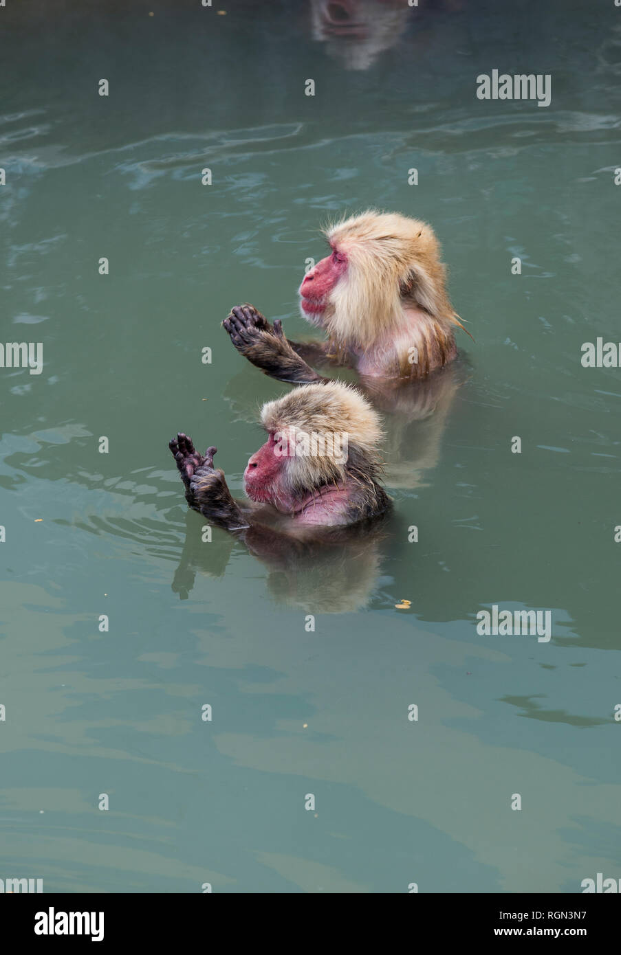 Hokkaido, Hakodate, red-faced makaks in water Stock Photo