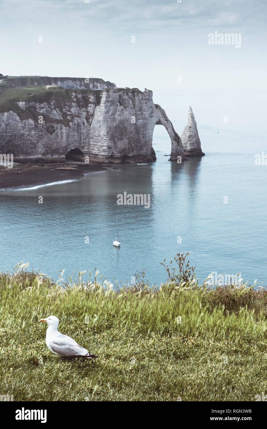 Silbermöwe und Blick auf Porte d’Aval und Felsen Aiguille, Étrettat, Normandie, Frankreich Stock Photo