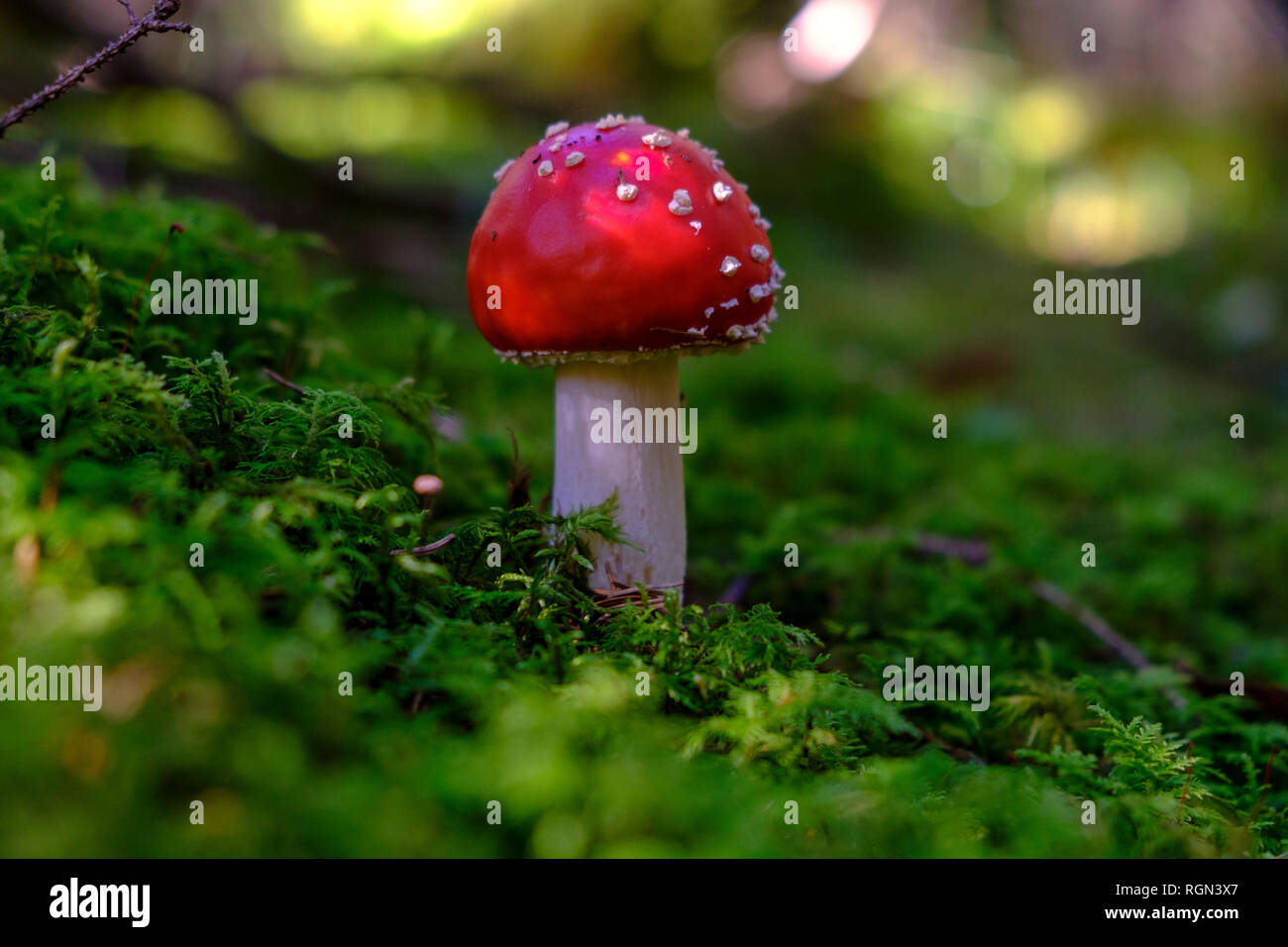 Flying agaric, Amanita muscaria, in forest Stock Photo