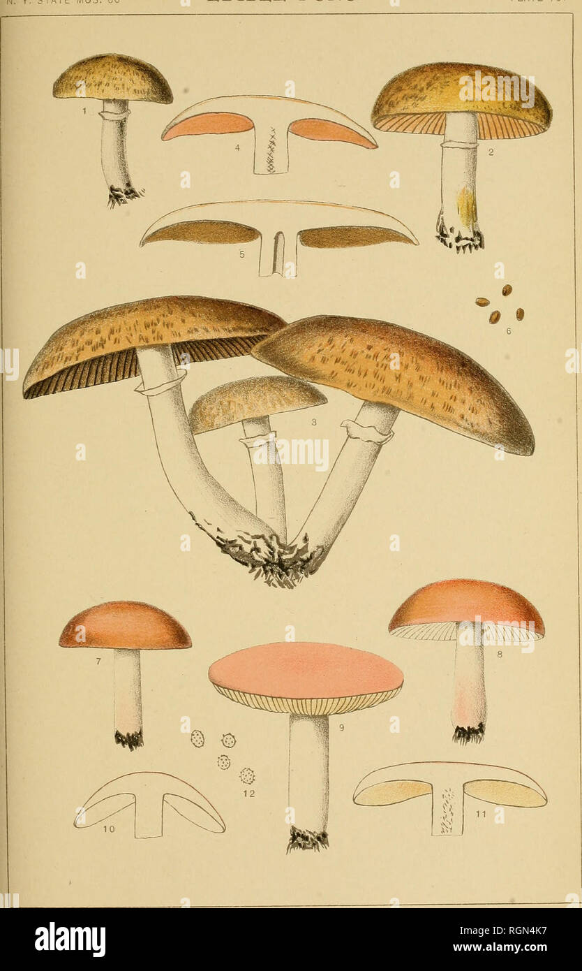 . Bulletin - New York State Museum. Science. STAfE MUS. 60 EDIBLE FUNGI PLATE 107. Fig. 1-6. AGARICUS MICROMEGETHUS Pk. SMAI,!. MUSHROOM Fig. 7-12. RUSSULA UNCIAL.IS Pk. INCH-WIDE RUSSULA. Please note that these images are extracted from scanned page images that may have been digitally enhanced for readability - coloration and appearance of these illustrations may not perfectly resemble the original work.. New York State Museum; New York State Museum. Albany : New York State Education Dept Stock Photo