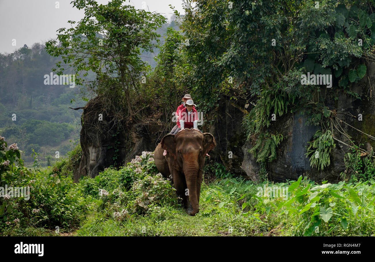 Thailand, Chiang Mai province, Ran Tong Elephant Sanctuary, Elephant