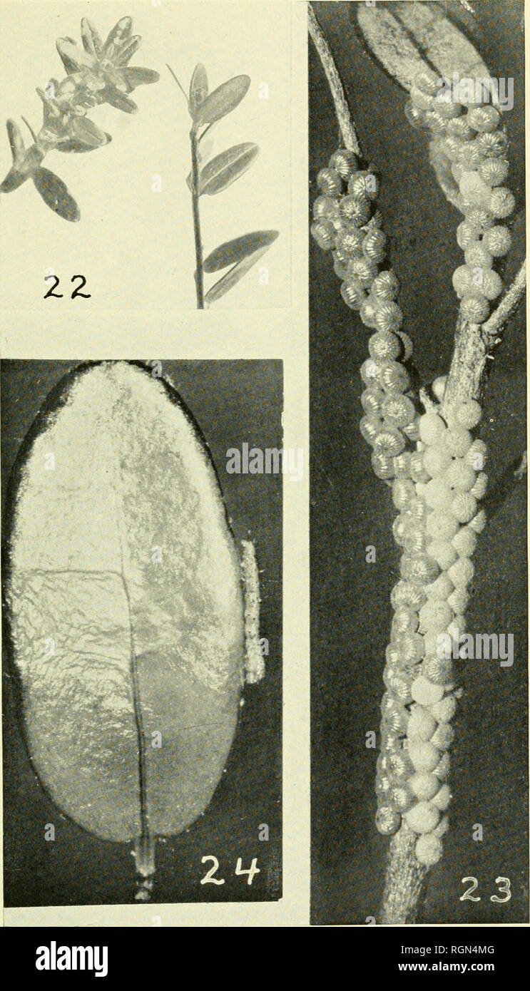 . Bulletin - Massachusetts Agricultural Experiment Station. Agriculture -- Massachusetts. CAPE COD CRANBERRY INSECTS 25. False Armyworm. Pig. 22. Cranberry uprights with terminal buds drilled by young worms. Fig. 23. Egg-masses. Much enlarged. Fig. 24. Cranberry leaf with newly hatched worm. Much enlarged.. Please note that these images are extracted from scanned page images that may have been digitally enhanced for readability - coloration and appearance of these illustrations may not perfectly resemble the original work.. Massachusetts Agricultural Experiment Station. Amherst, : Massachusett Stock Photo