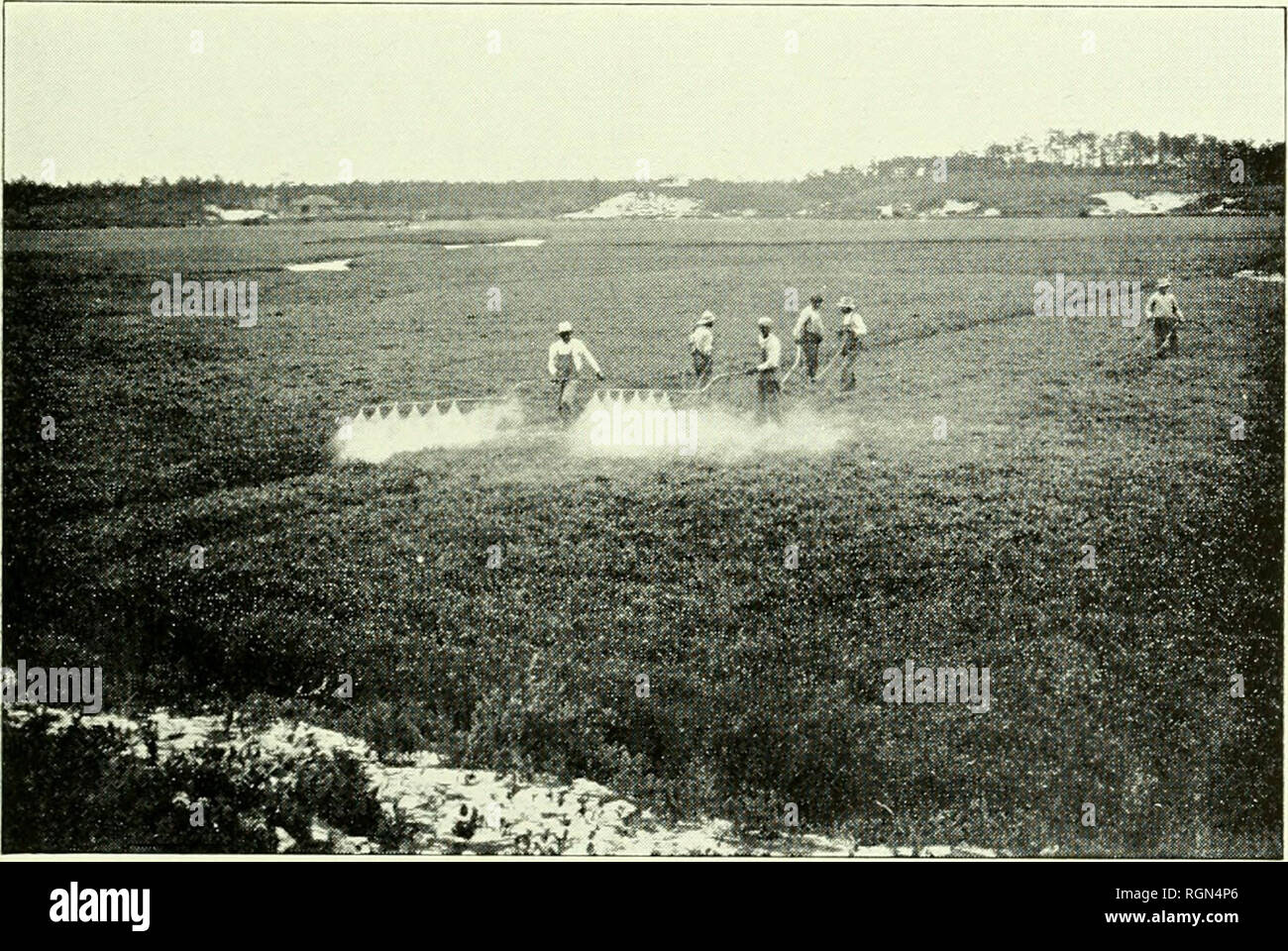 . Bulletin - Massachusetts Agricultural Experiment Station. Agriculture -- Massachusetts. CRANBERRY GROWING 31 The fruit worm (Fig. 24) lias taken an estimated third of tlie whole Cape crop in some years. It may be checked by holding the winter flow- age till late May or by spraying or dusting late in the blossoming period and again 10 days later with derris or cryolite. The black-headed fireworm (Fig. 25 A) seldom harms strictly dry bogs much. It was formerly treated largely by flooding in late May or early June. This is usually effective for the time being, but its usual long-range effect is Stock Photo