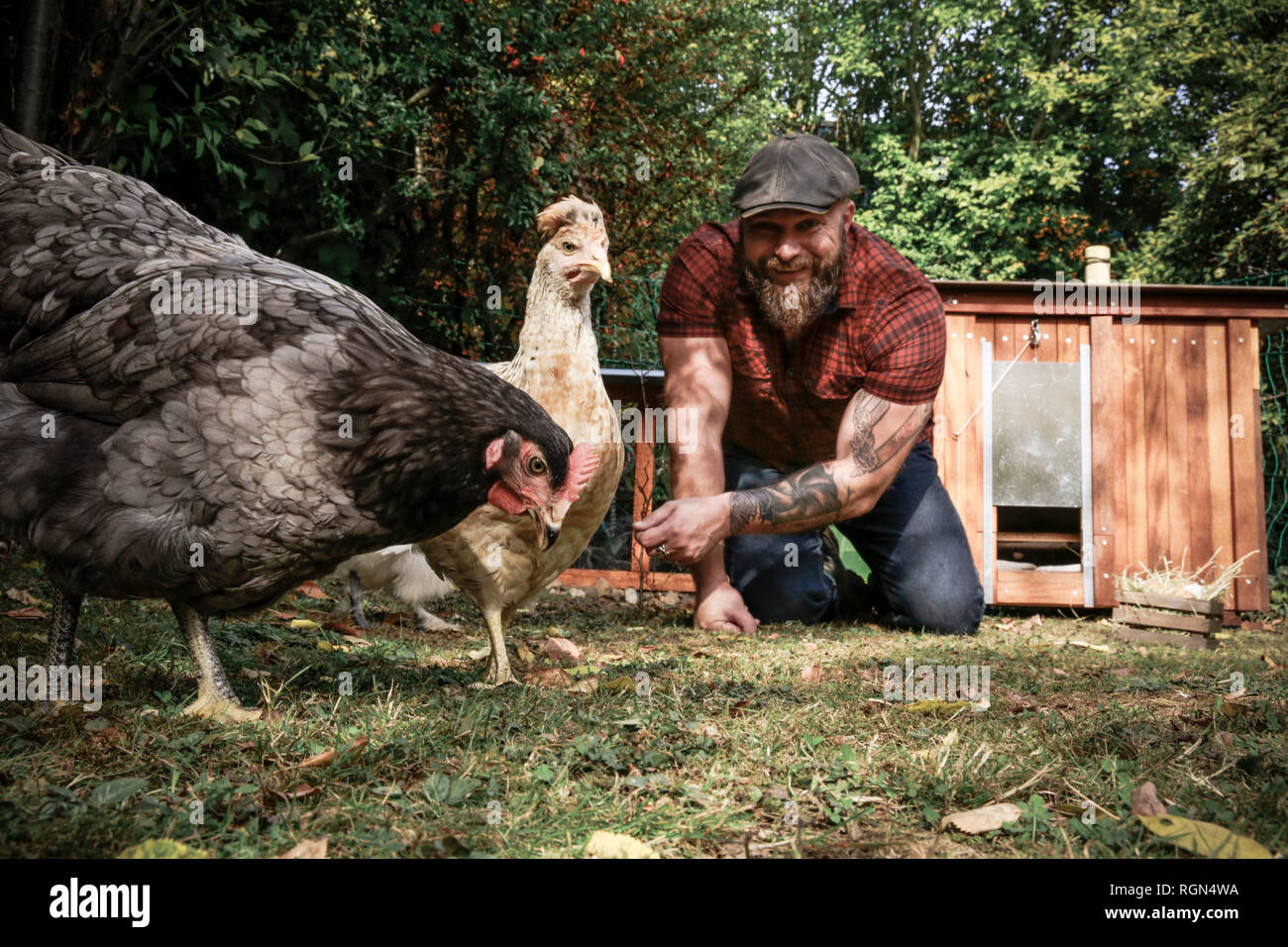 Man in his own garden, man feeding free range chickens Stock Photo