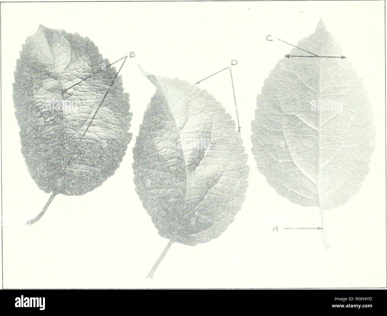 . Bulletin - Massachusetts Agricultural Experiment Station. Agriculture -- Massachusetts. Fig. 18.—RHODE ISLAND GREENING. Petiole long (A) ; blade large, flat, deep clear green, vein angle sharp (B) ; serrations very sharp, deep and distinct (C). Tree large: shoots stout, spreading: midrib sometimes reverse curved; smooth.. Fig. 19.—NORTHWESTERN GREENING. Petiole short (A); blade reflexed (B), narrowing to apex (C) ; serrations coarse, dull, and irregular (D). Very dif- ferent from Rhode Island Greening. Tree rather tall.. Please note that these images are extracted from scanned page images th Stock Photo